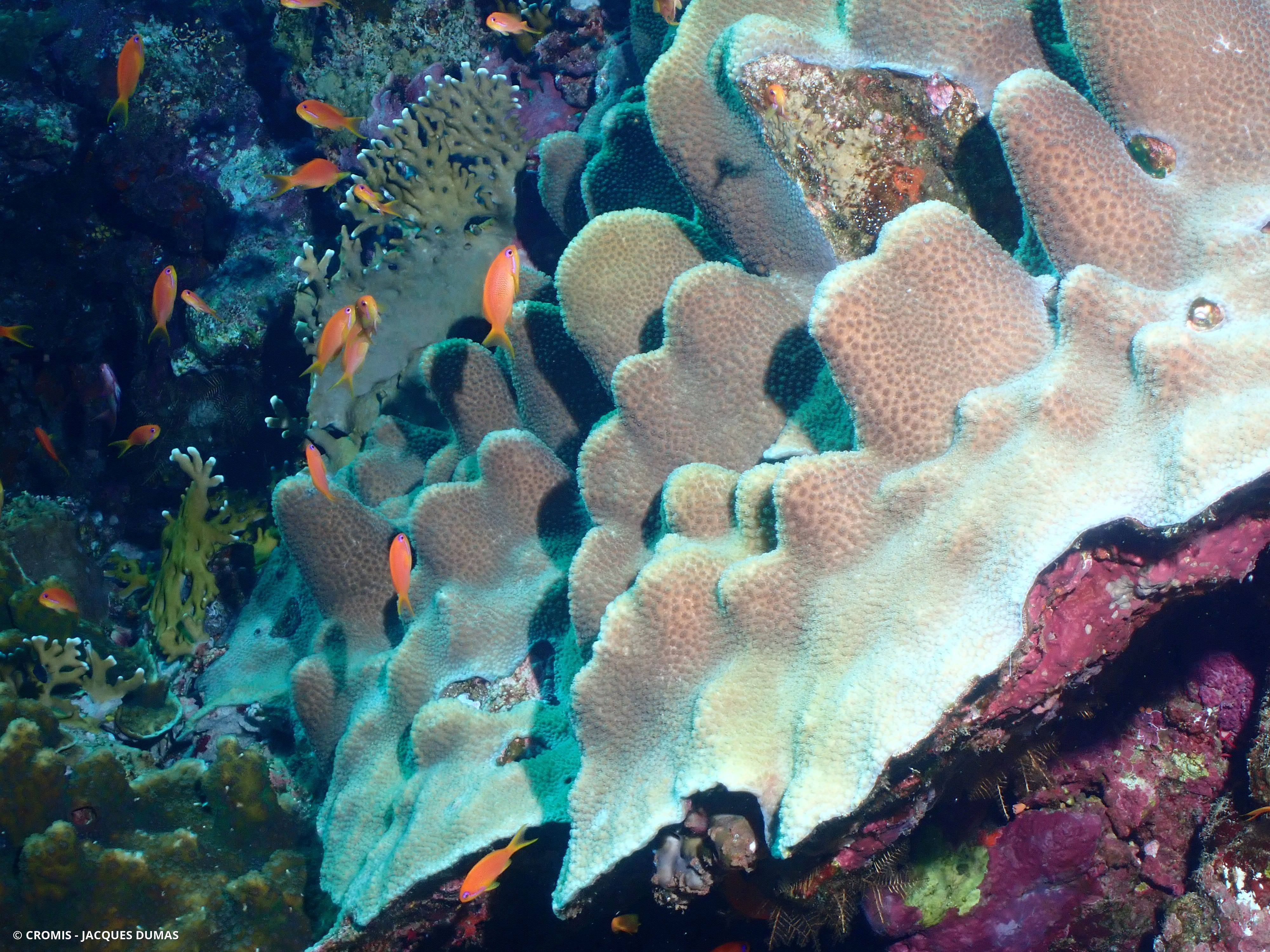 Porite lobée