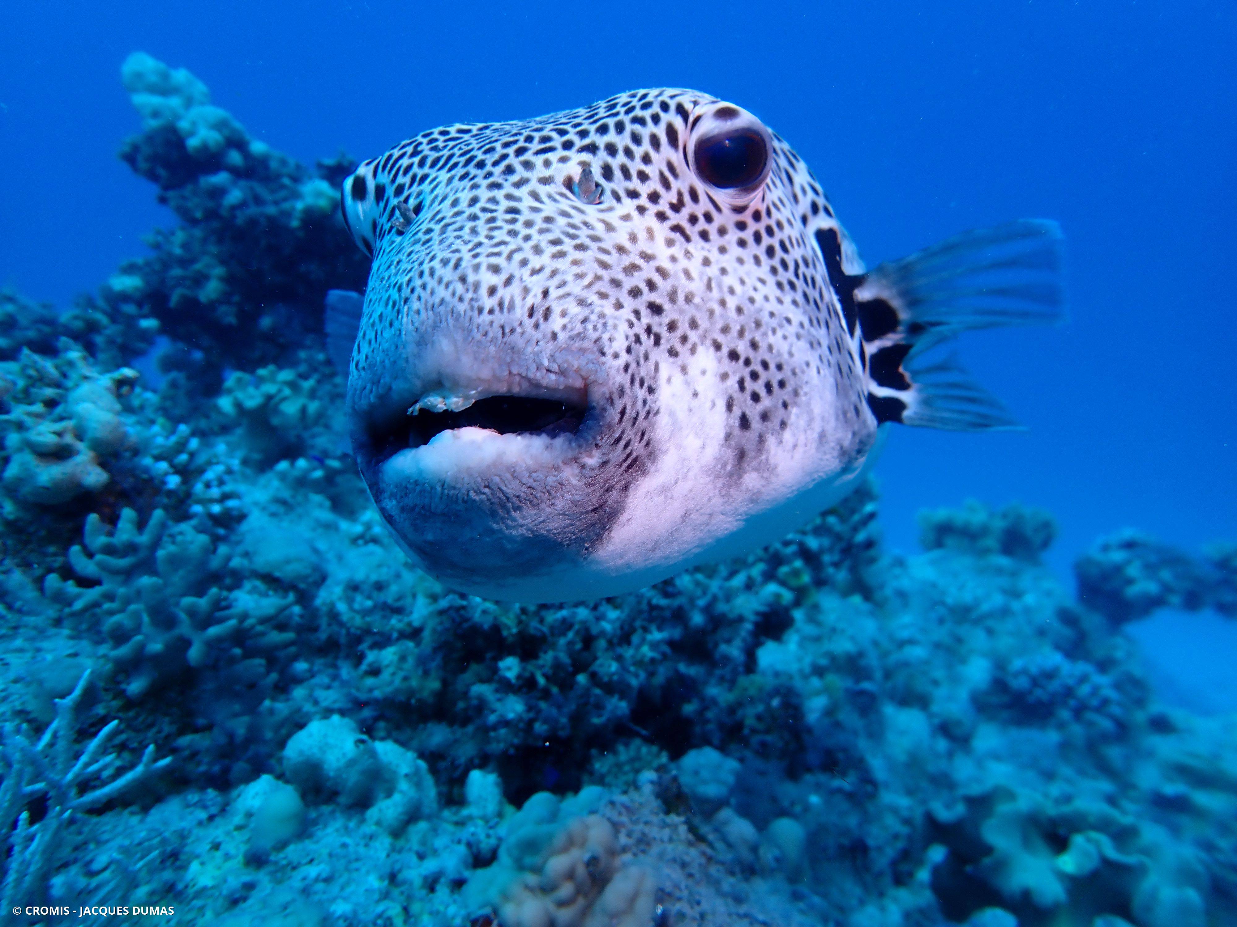 Poisson-ballon étoilé