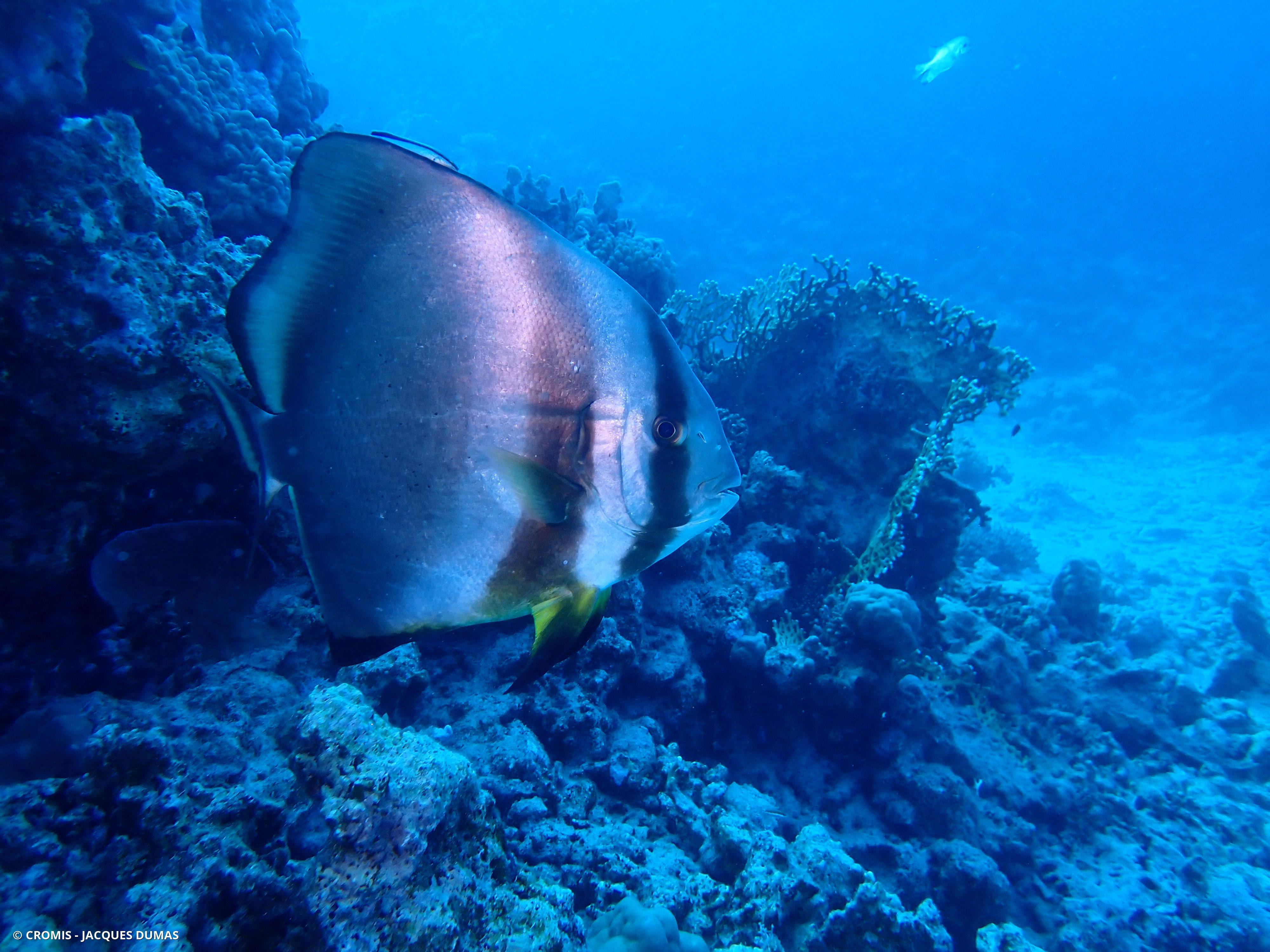 Platax orbiculaire