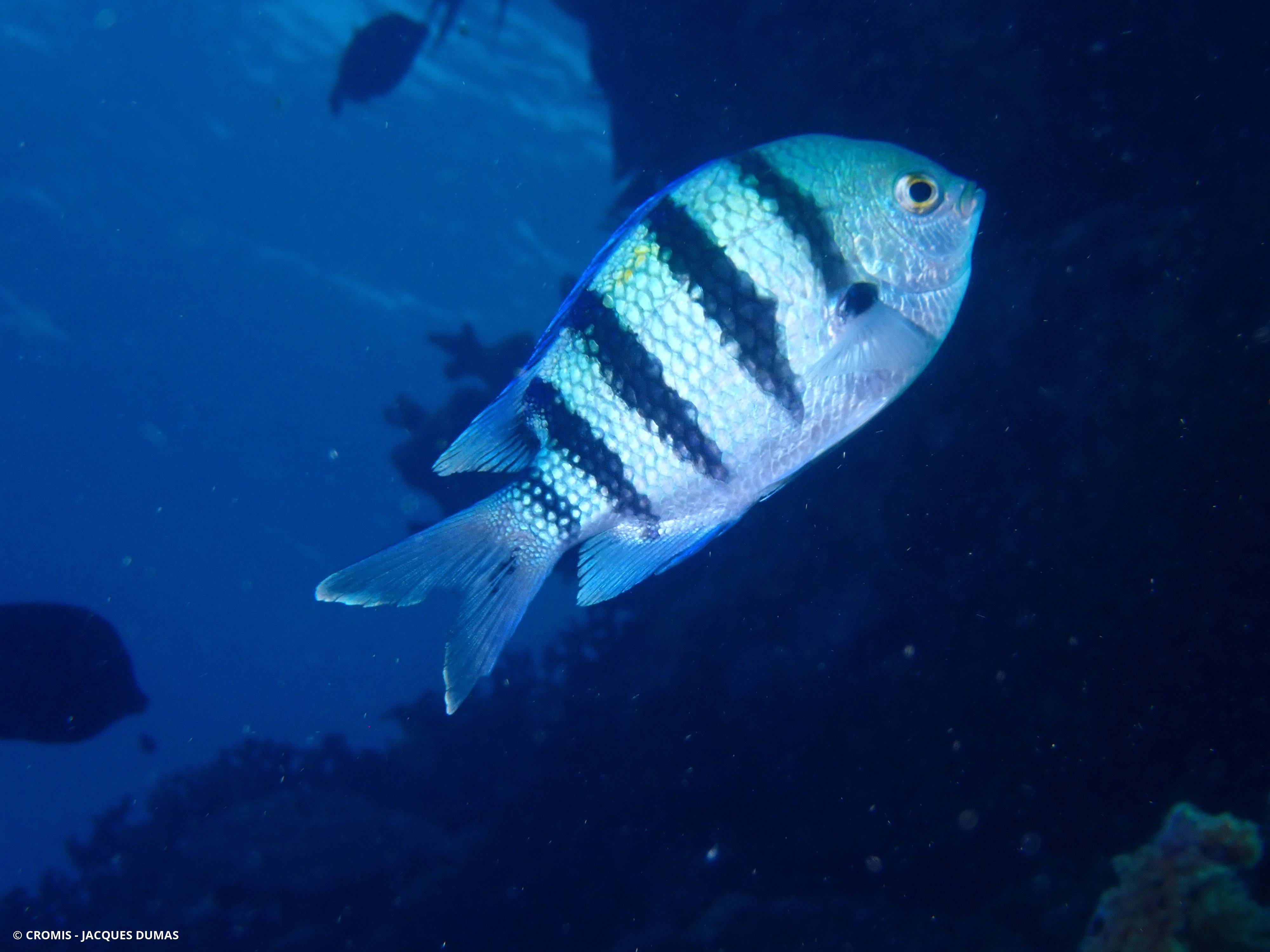Poisson-bagnard