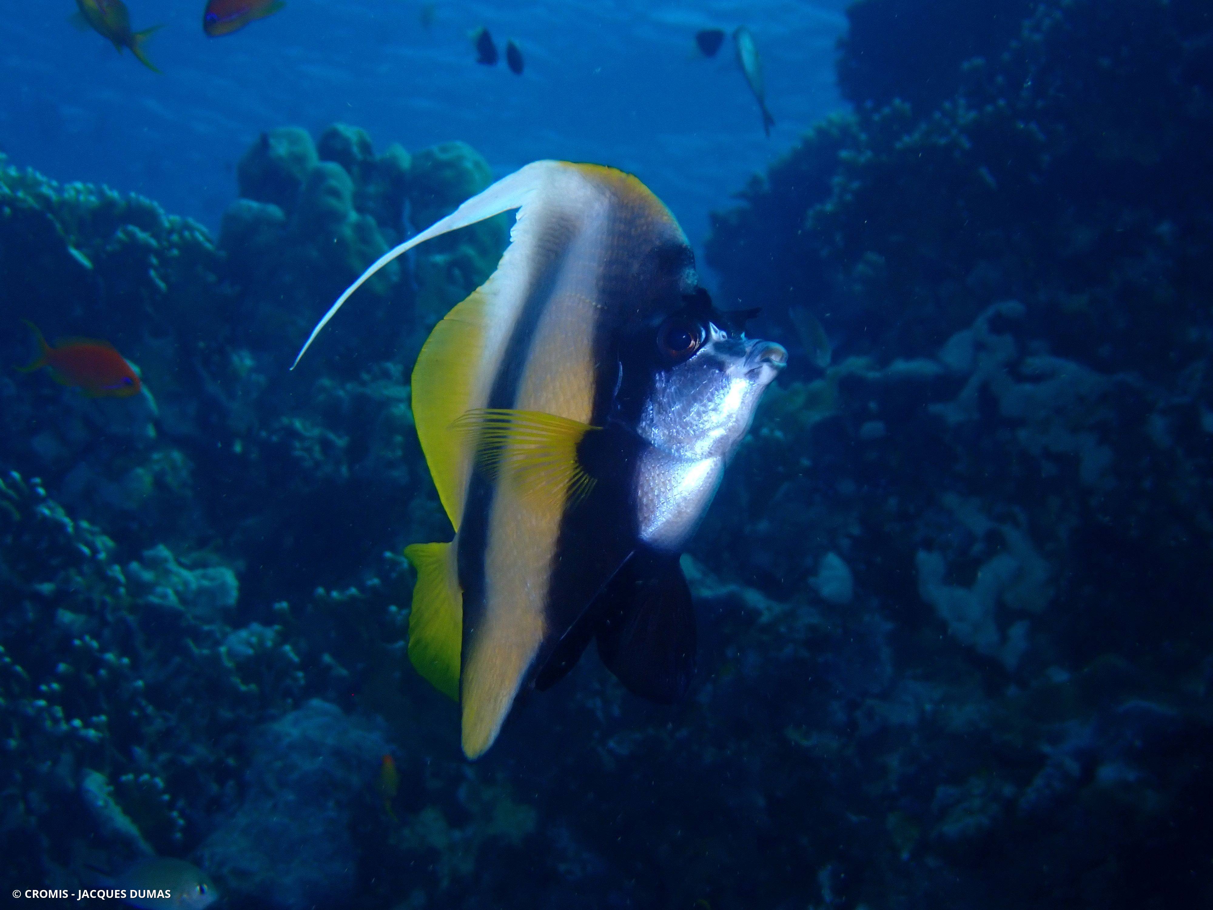 Poisson-cocher de Mer Rouge