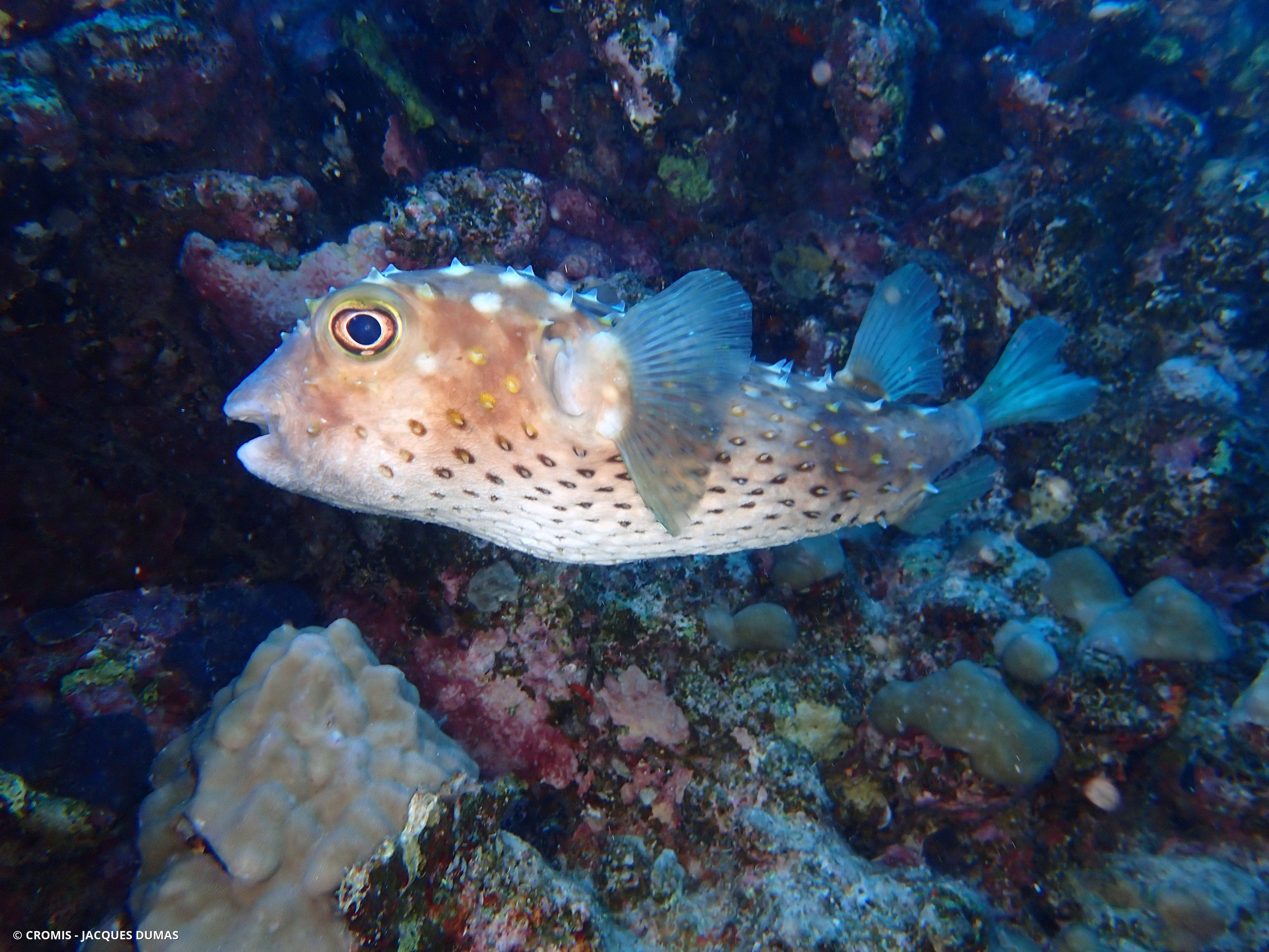 Poisson-grand porc-épic