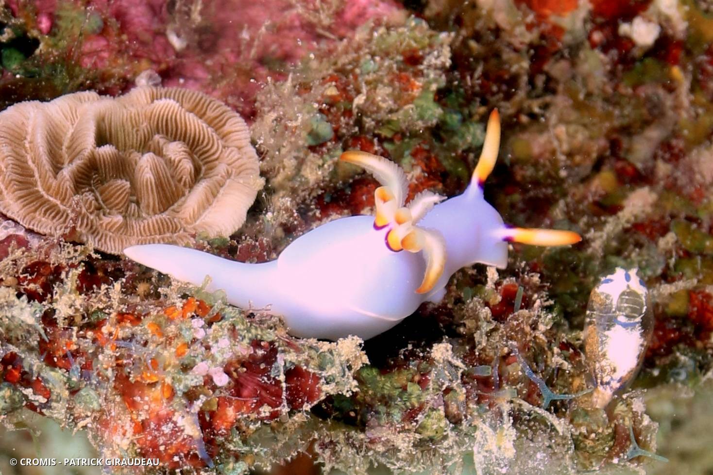 Hypselodoris de Bullock