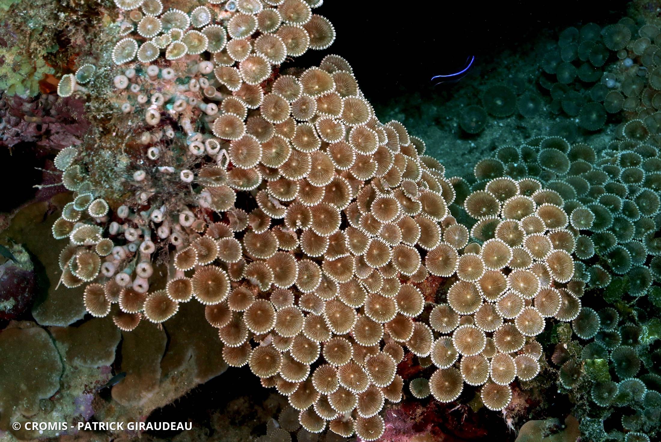 Zoanthaire soleil