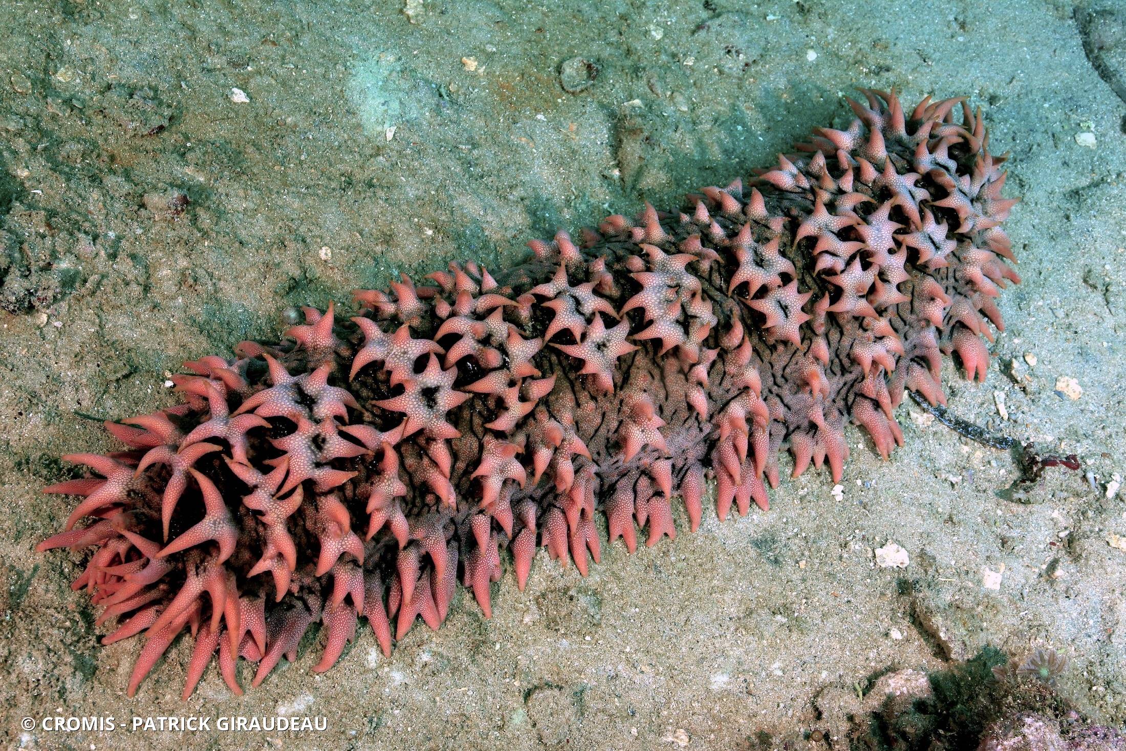 Concombre de mer épineux