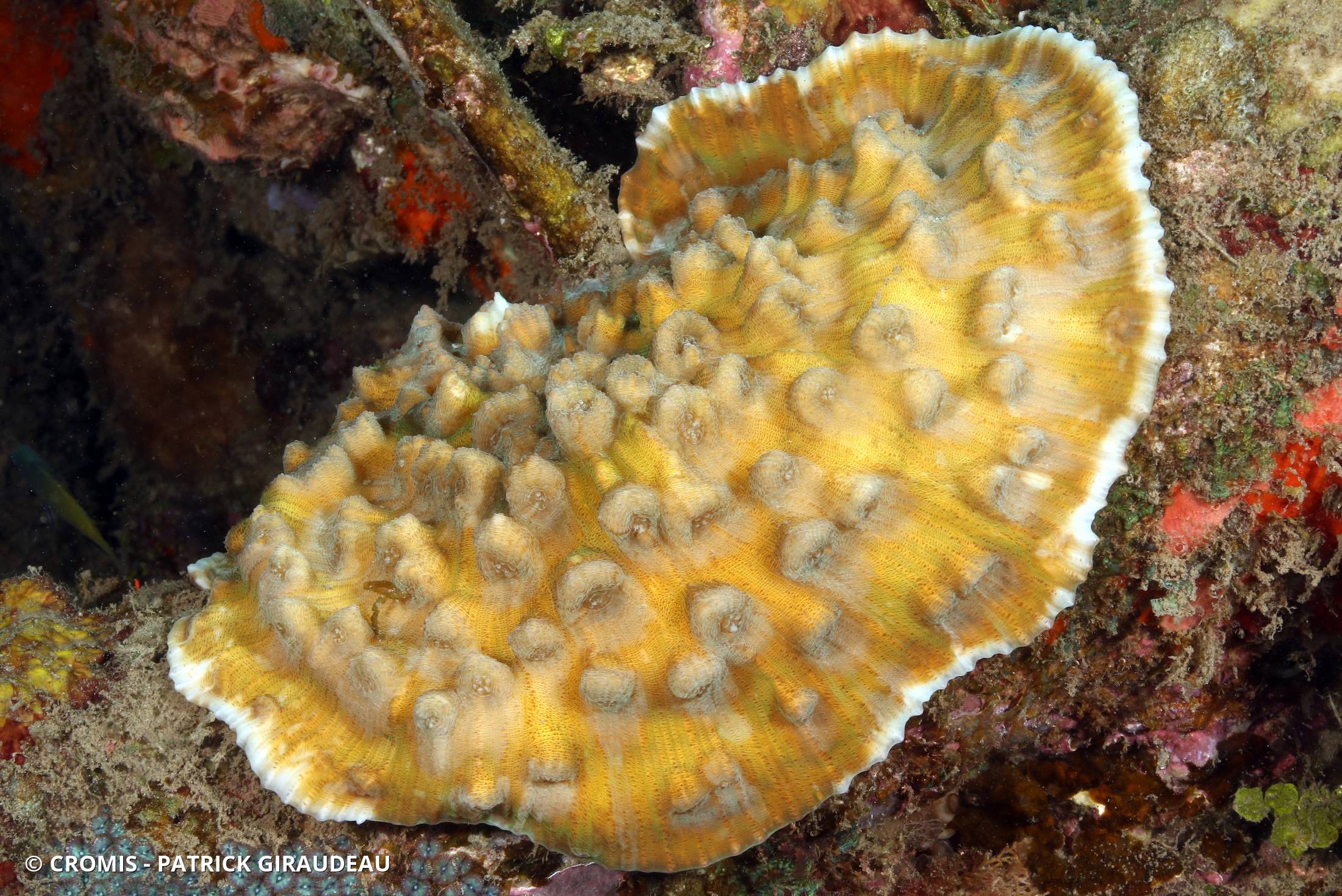 Corail peau d'éléphant