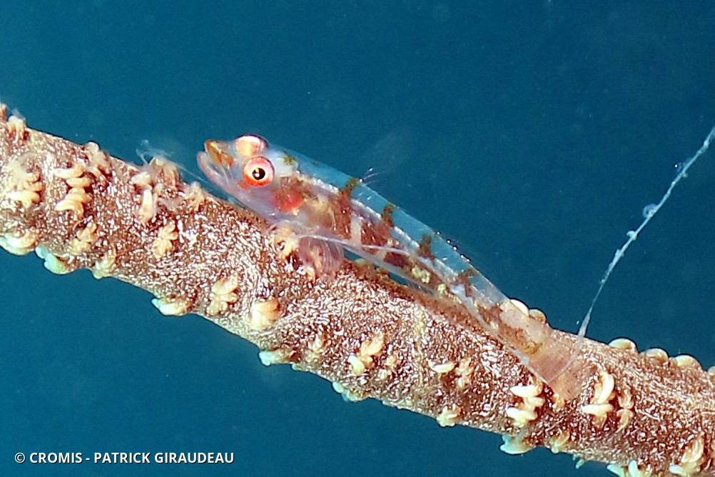 Gobie des coraux fil-de-fer
