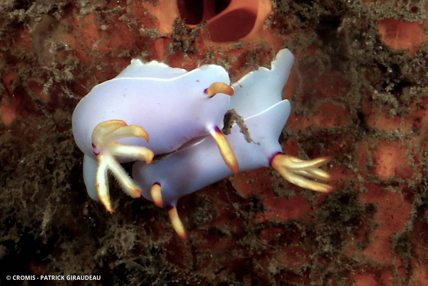 Hypselodoris de Bullock