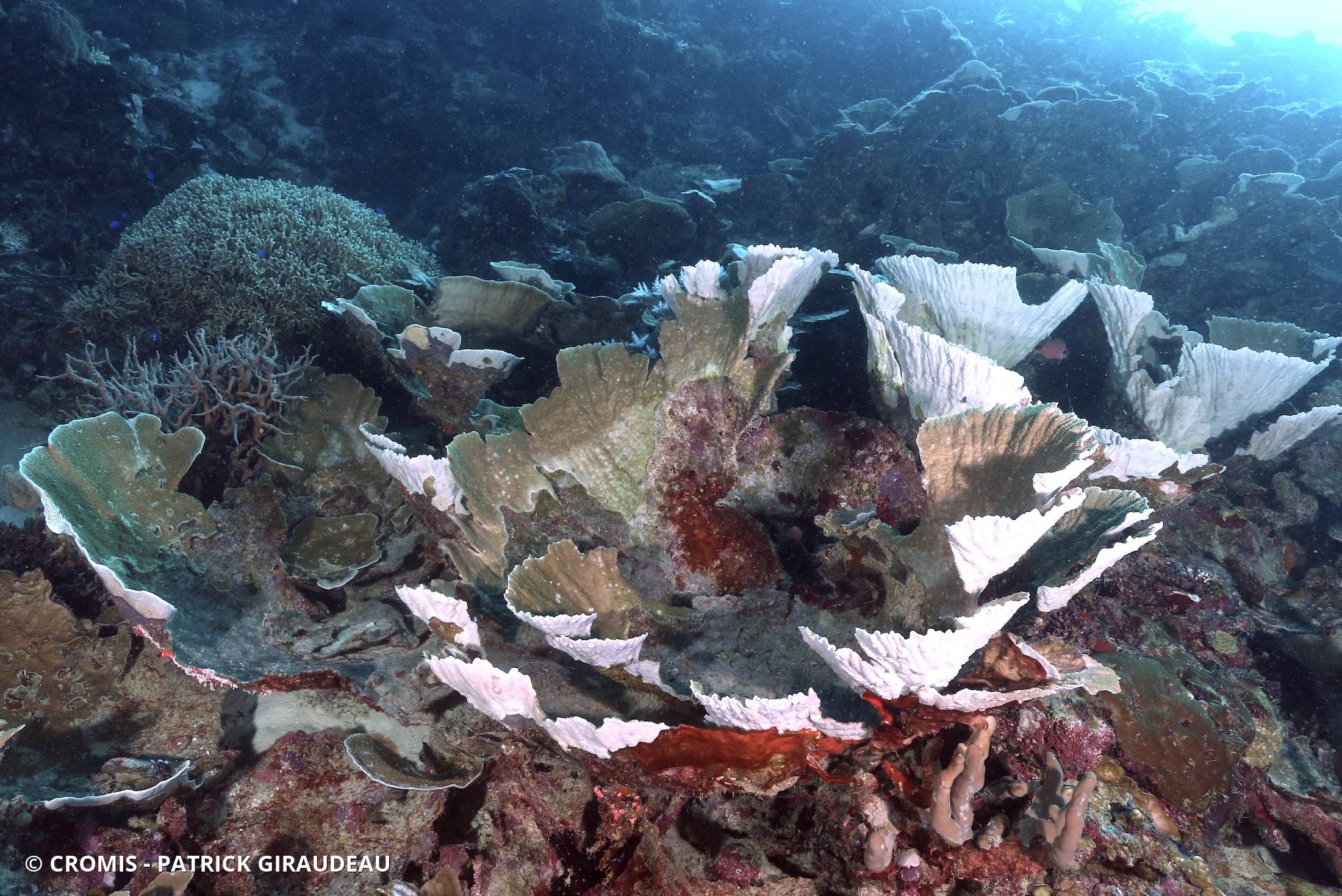 Pachyséris lamellaire