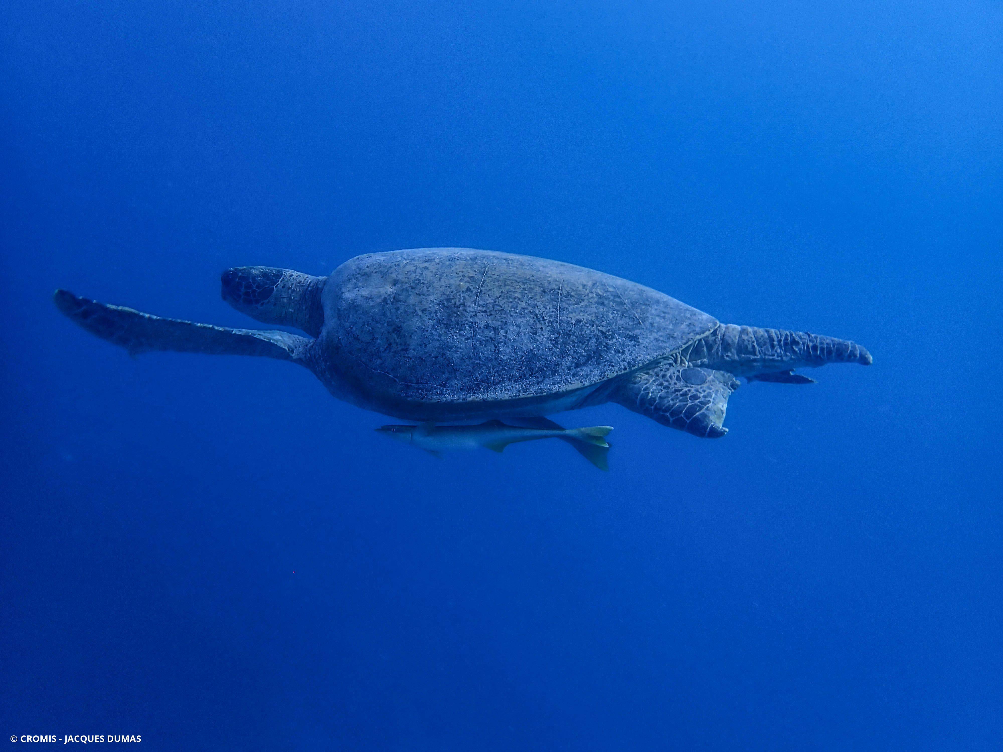 Tortue imbriquée