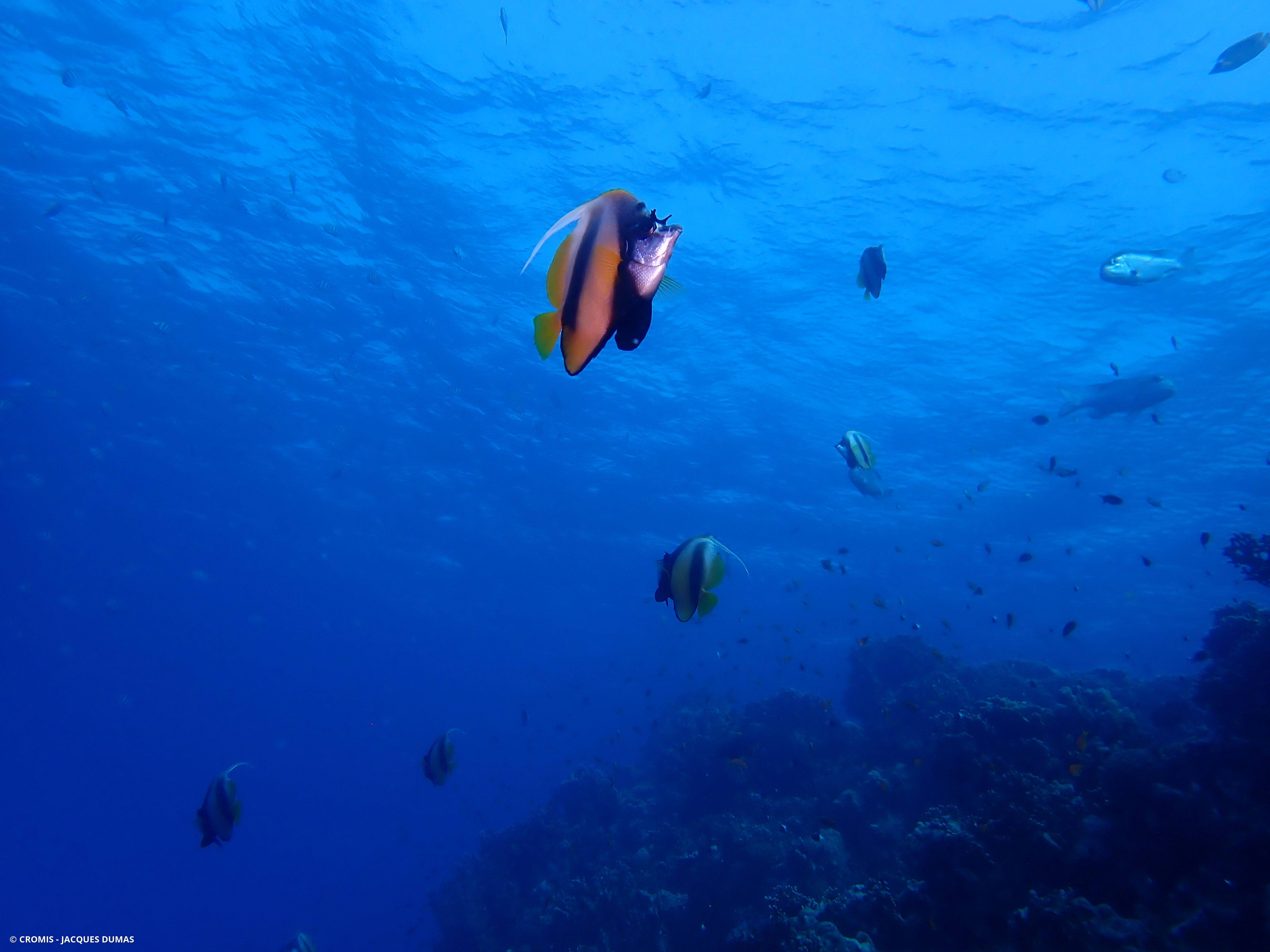 Poisson-cocher de Mer Rouge
