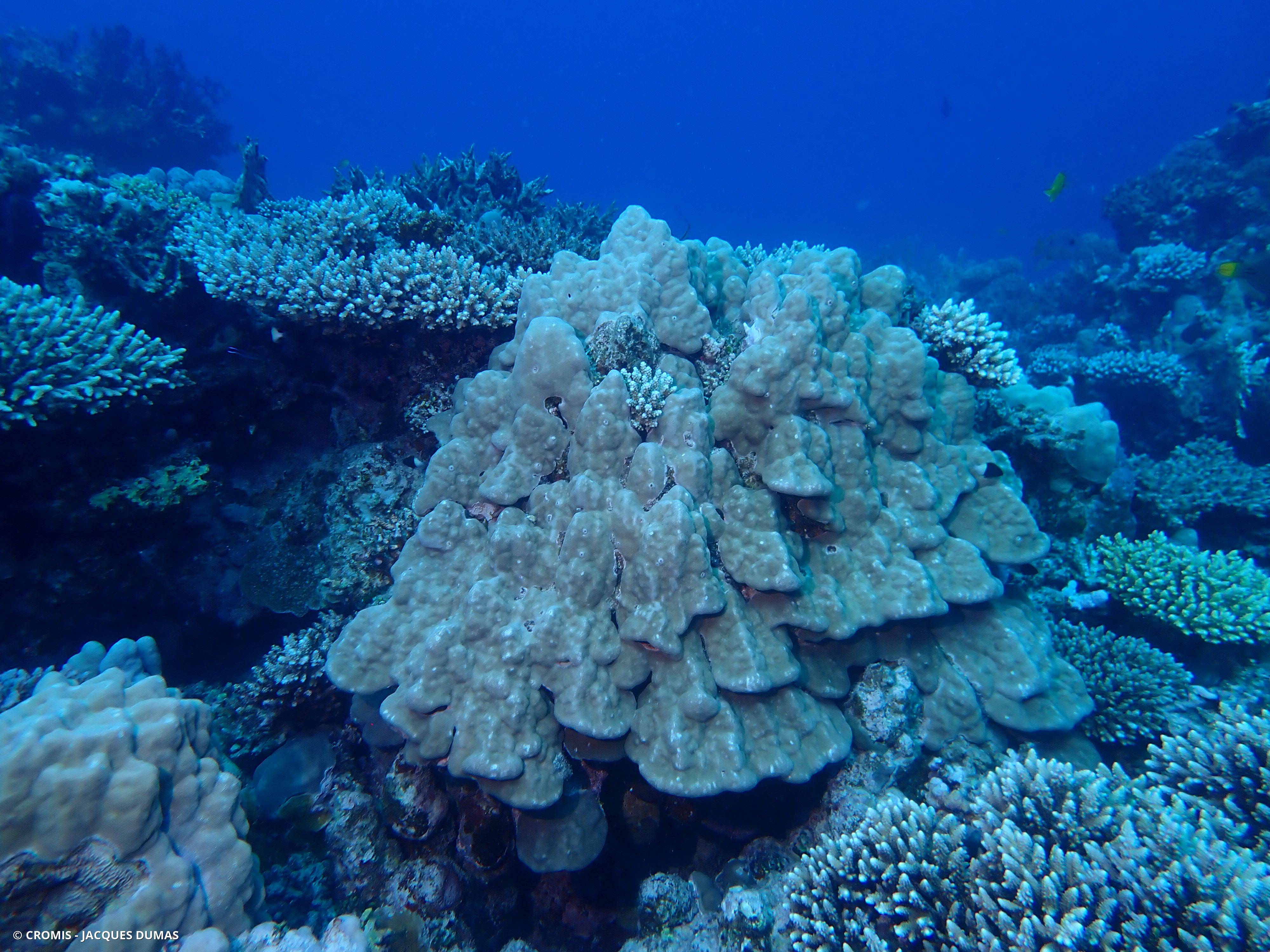 Corail étoilé lobé