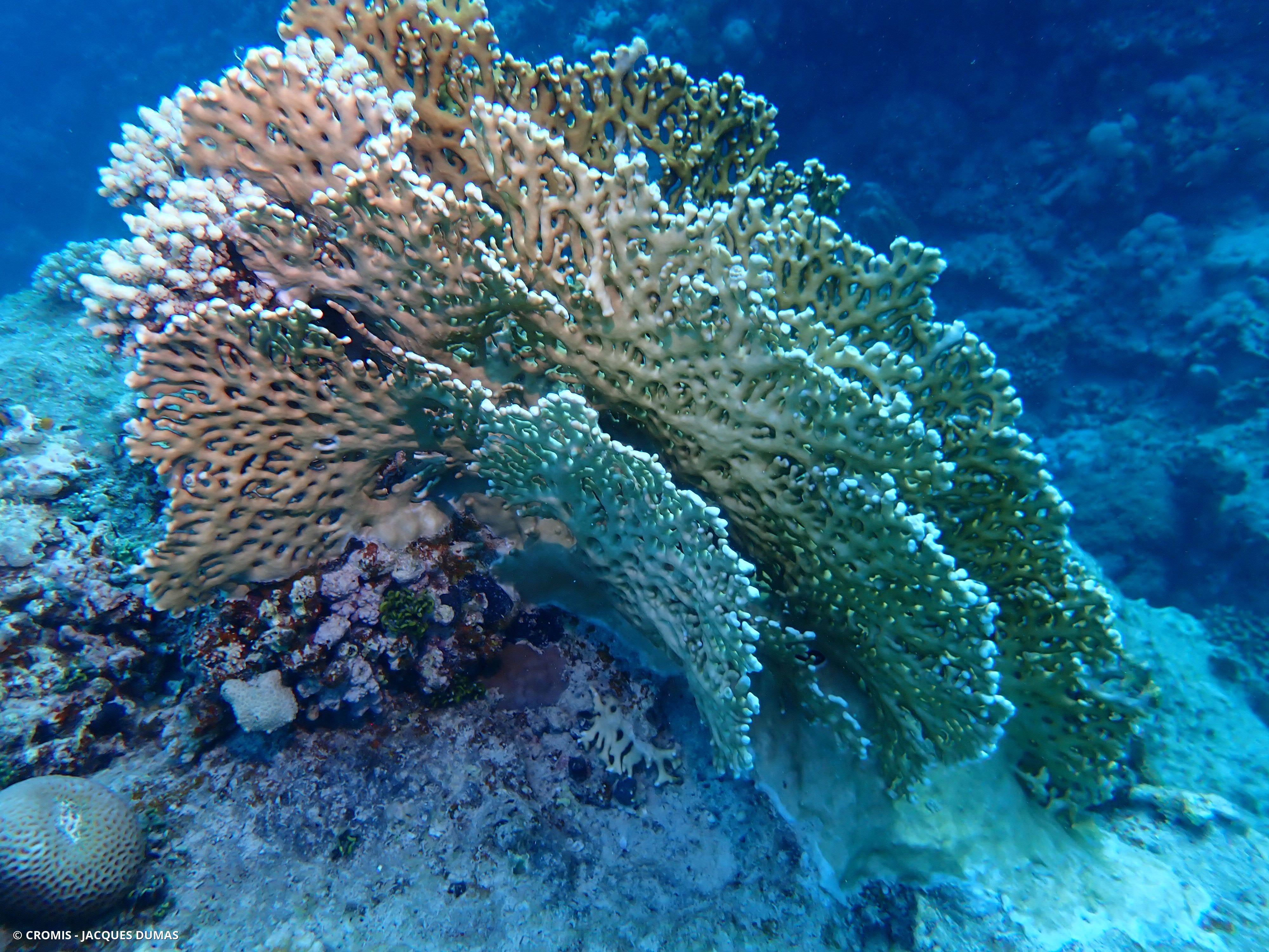 Corail de feu ramifié