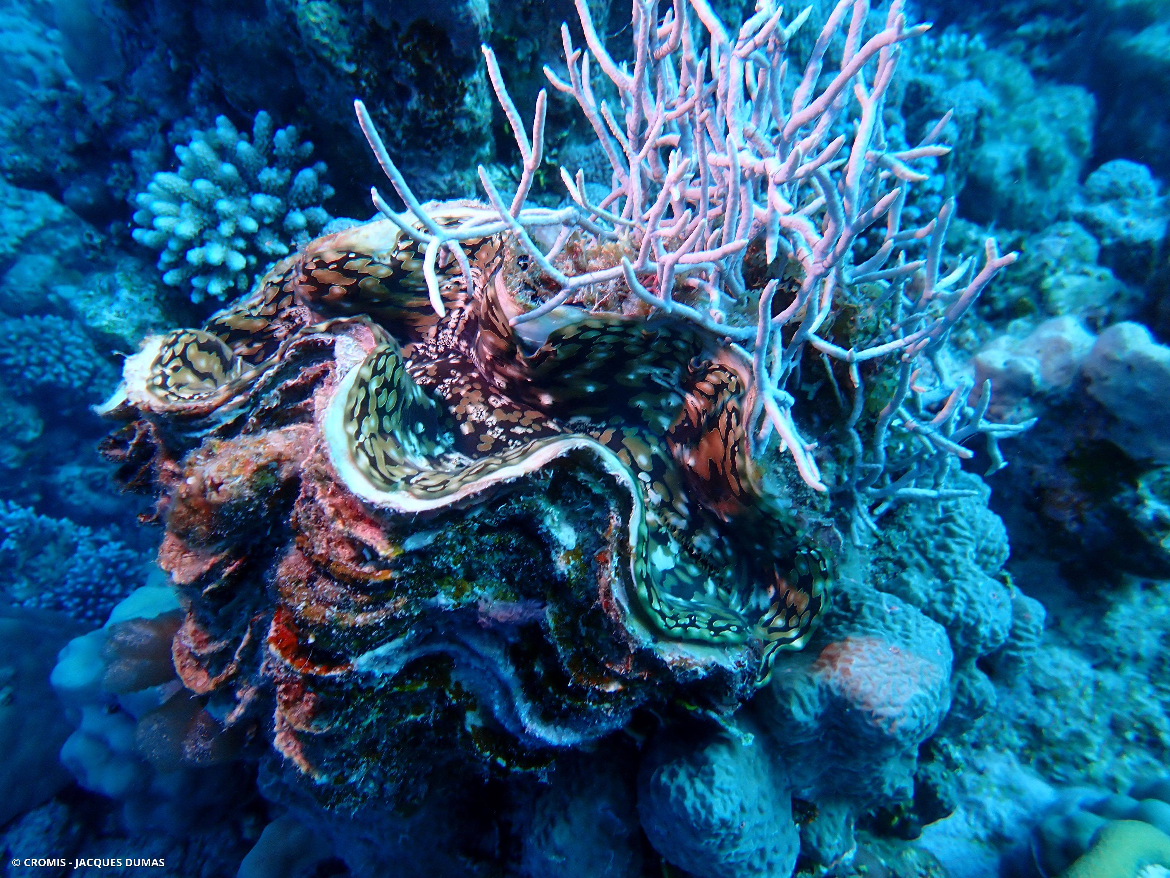 Grande tridacne gaufrée