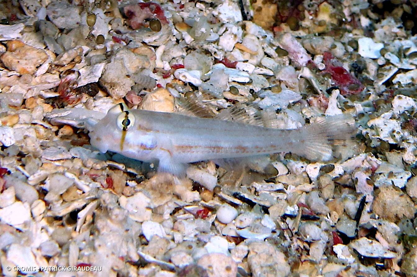 Cabot sauteur