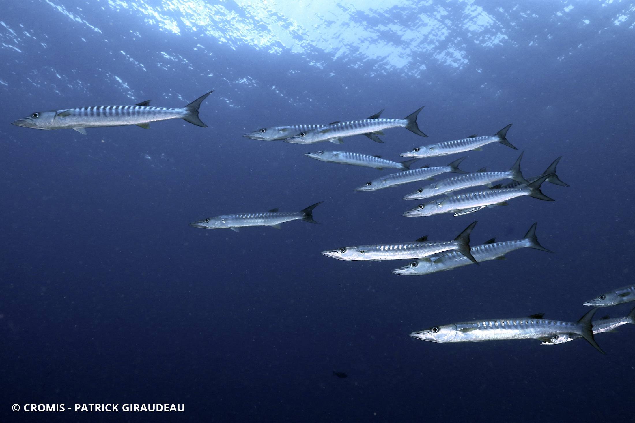 Barracuda à nageoires noires