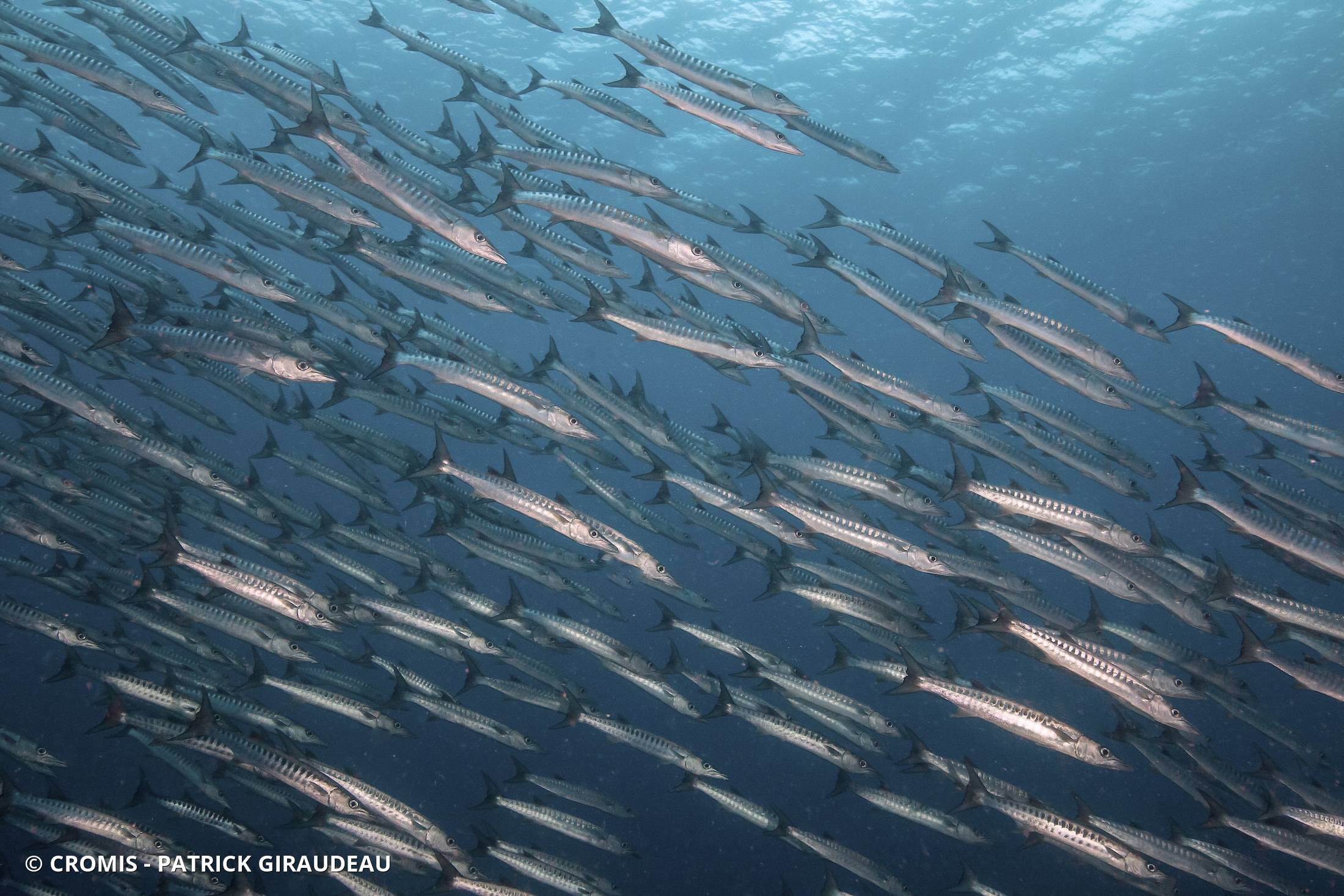 Barracuda à nageoires noires