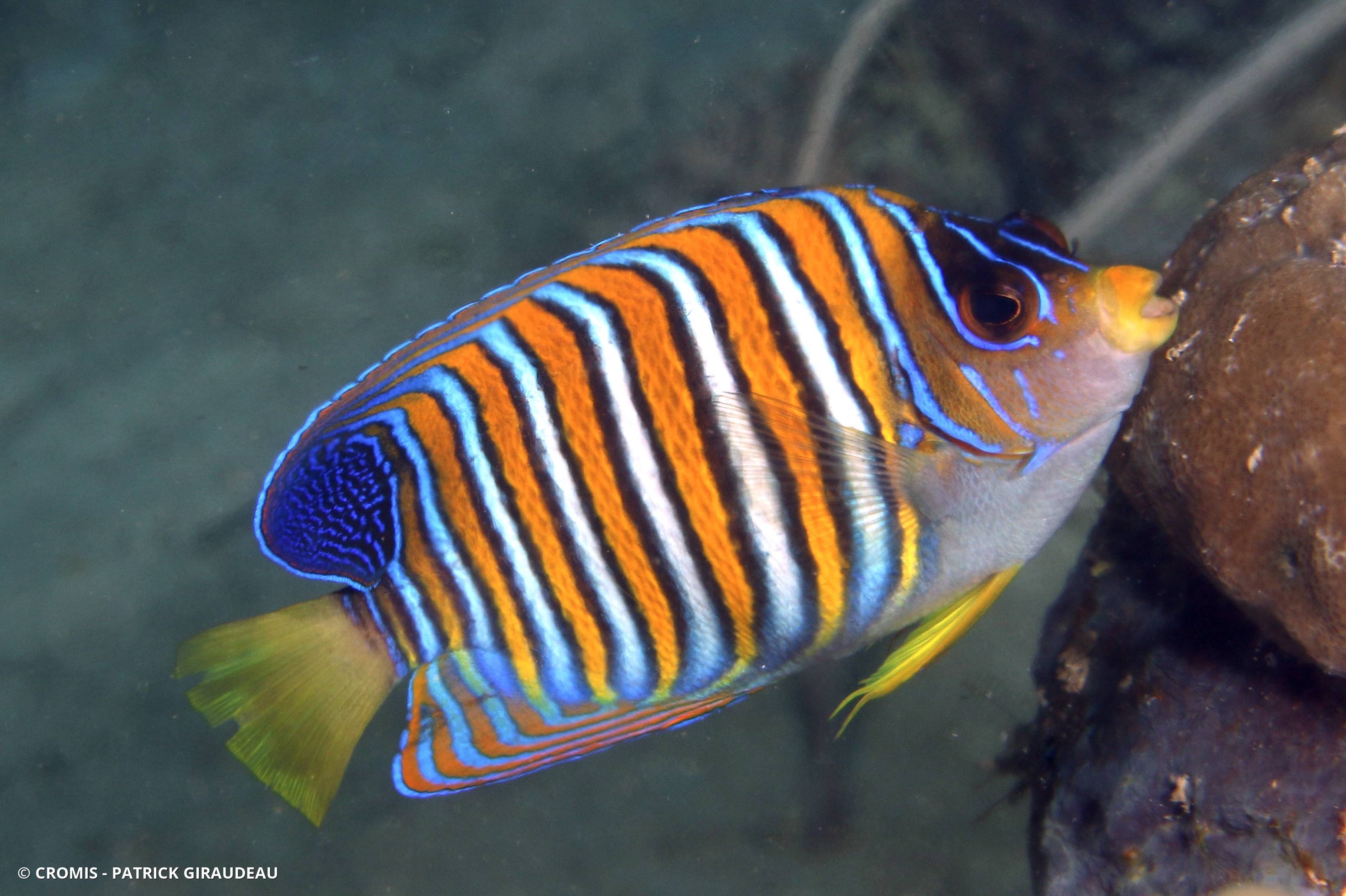 Poisson-ange duc