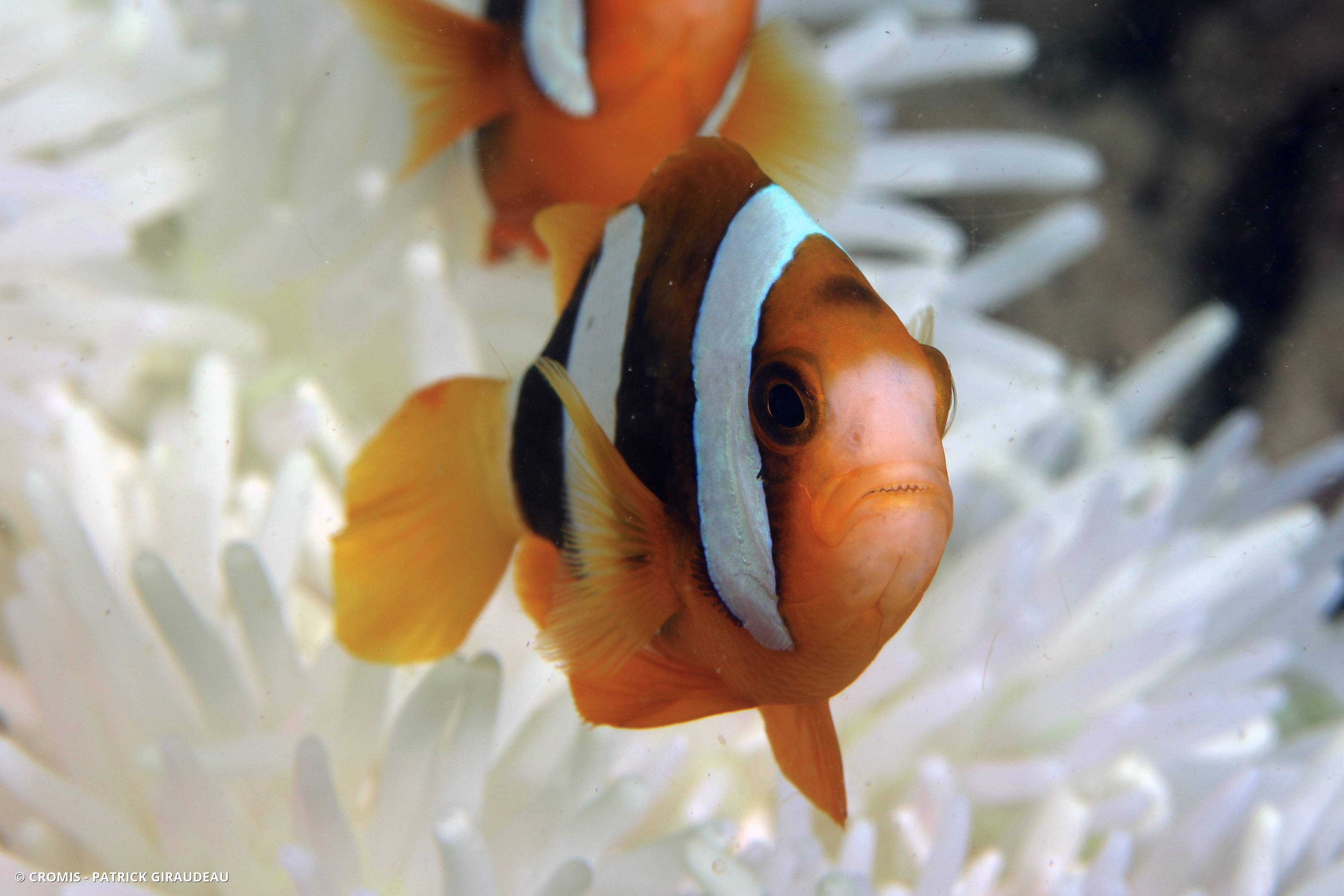 Poisson-clown de Clark