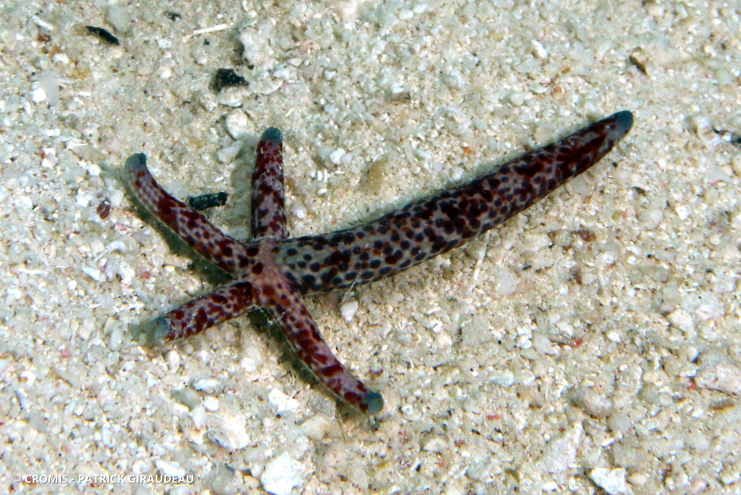 Comète de mer
