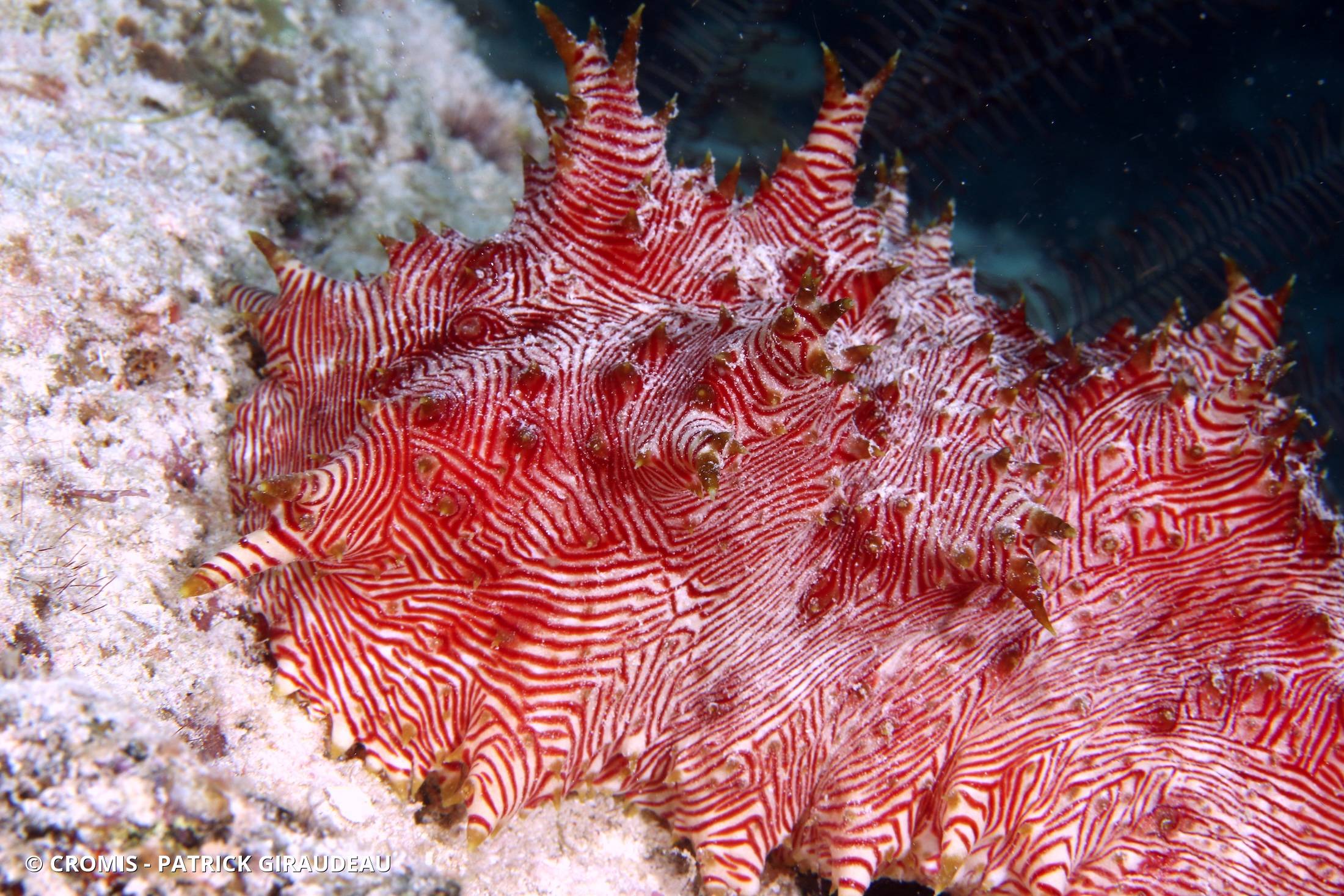 Holothurie à lignes rouges
