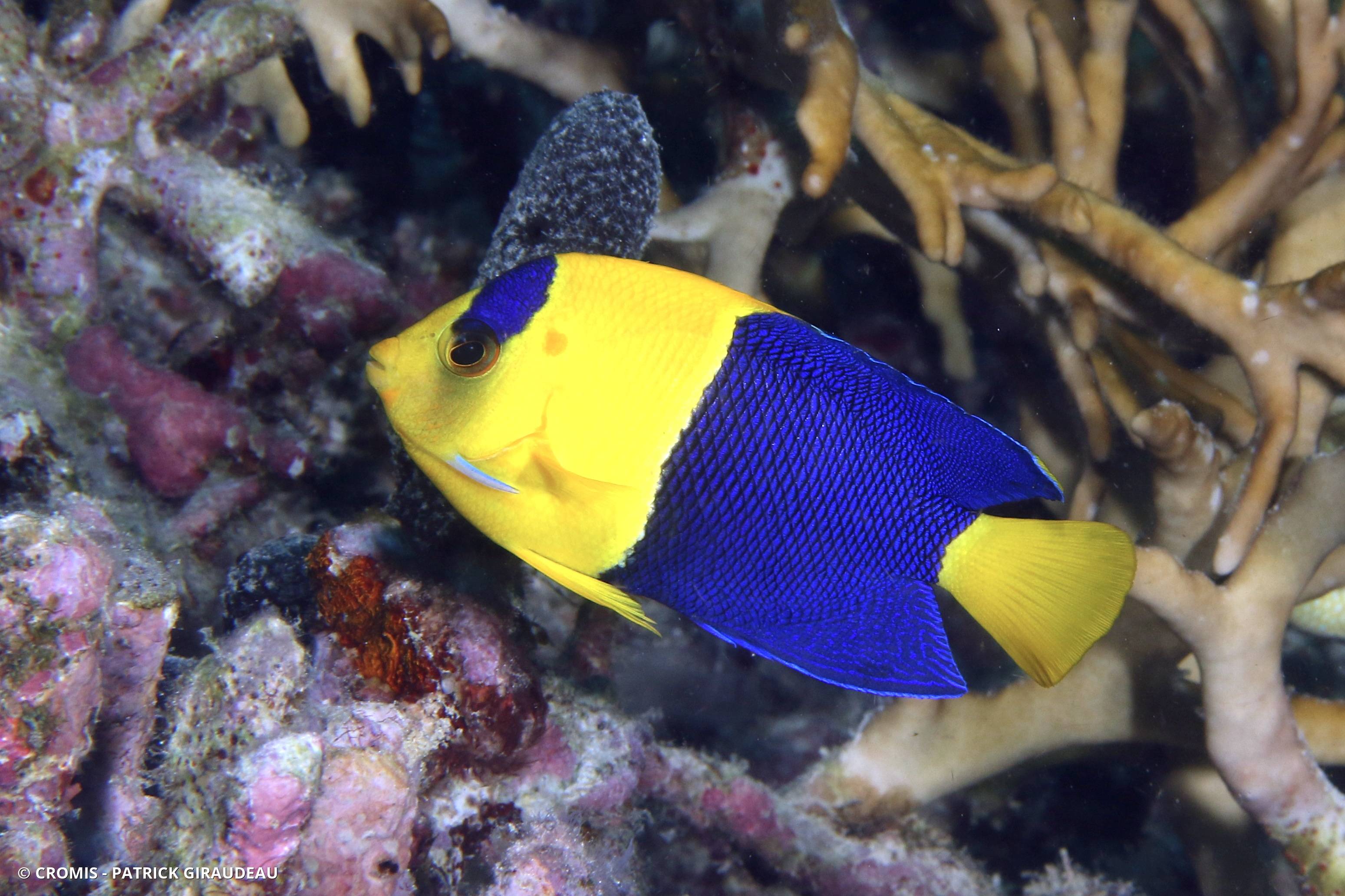 Poisson-ange nain bicolore