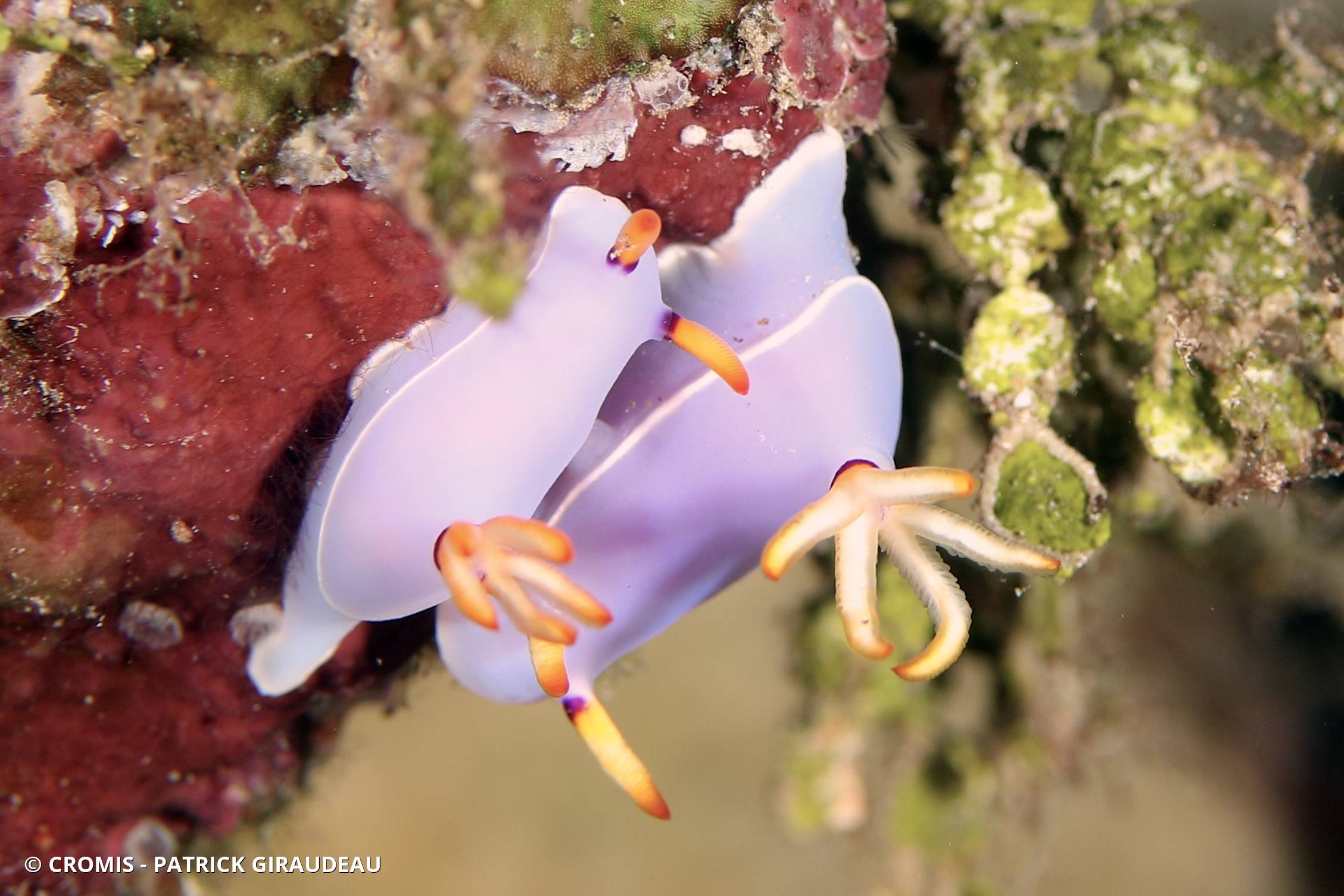 Hypselodoris de Bullock