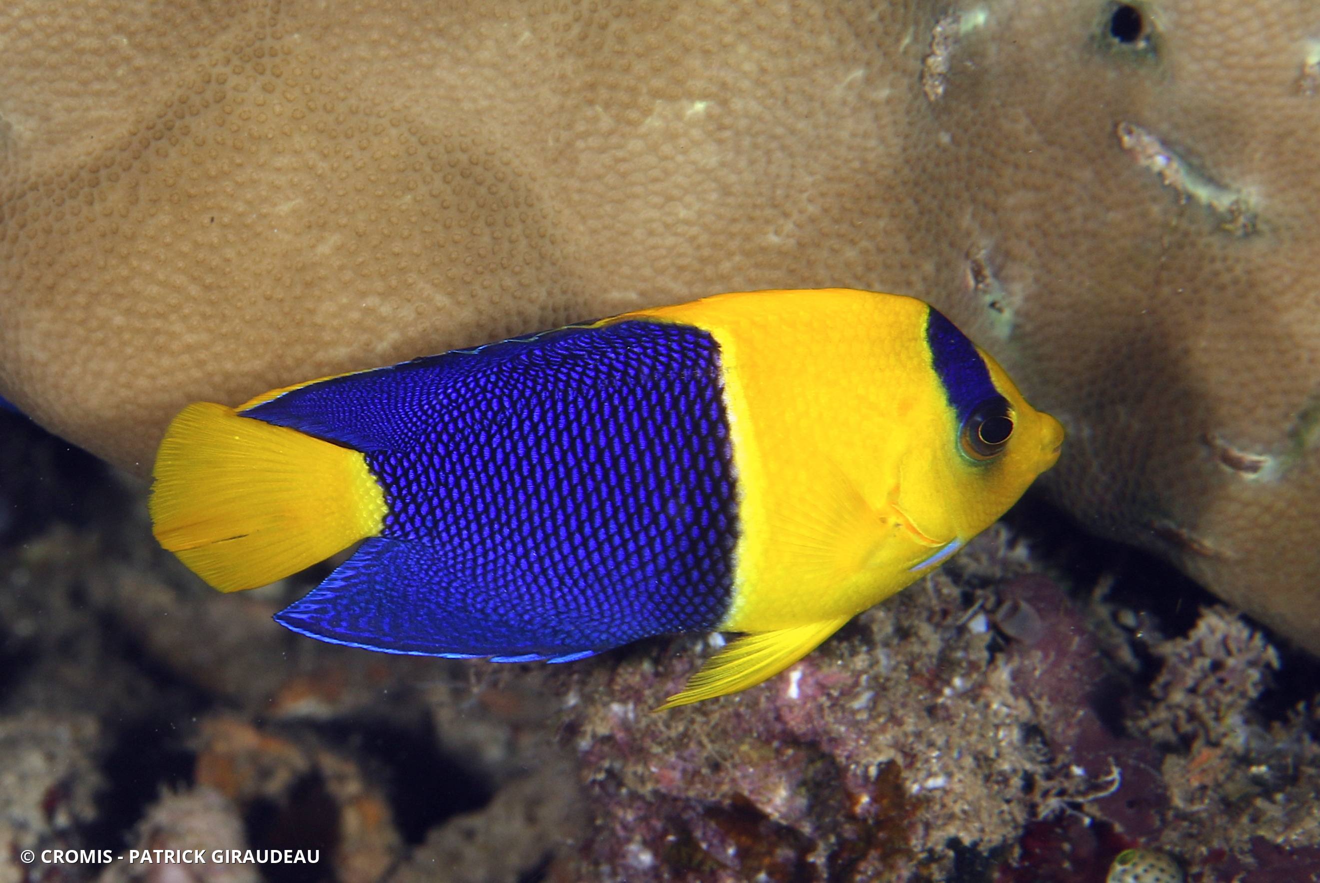 Poisson-ange nain bicolore