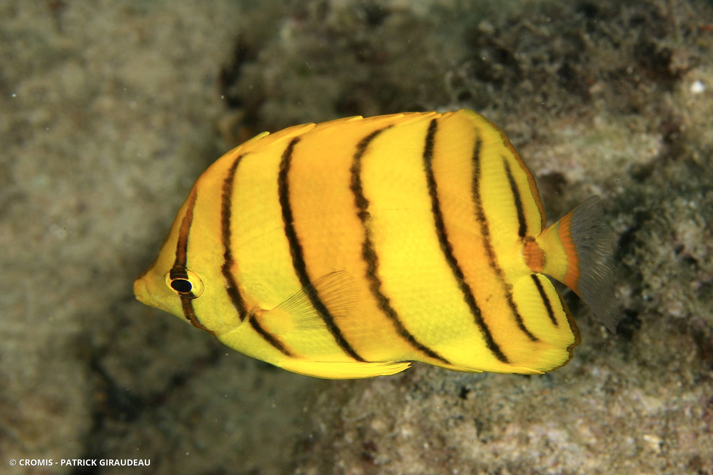 Poisson‑papillon à huit bandes