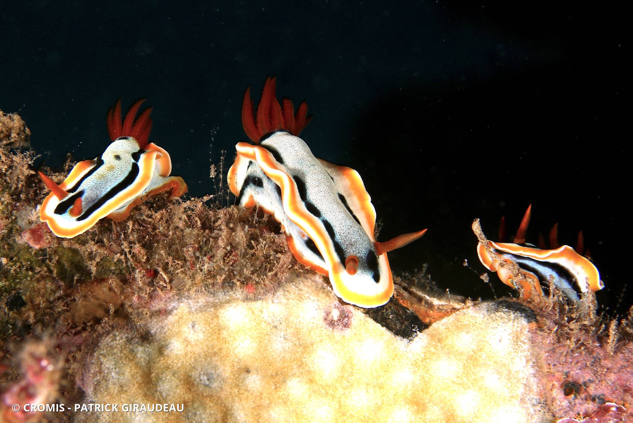 Chromodoris d'Elisabeth