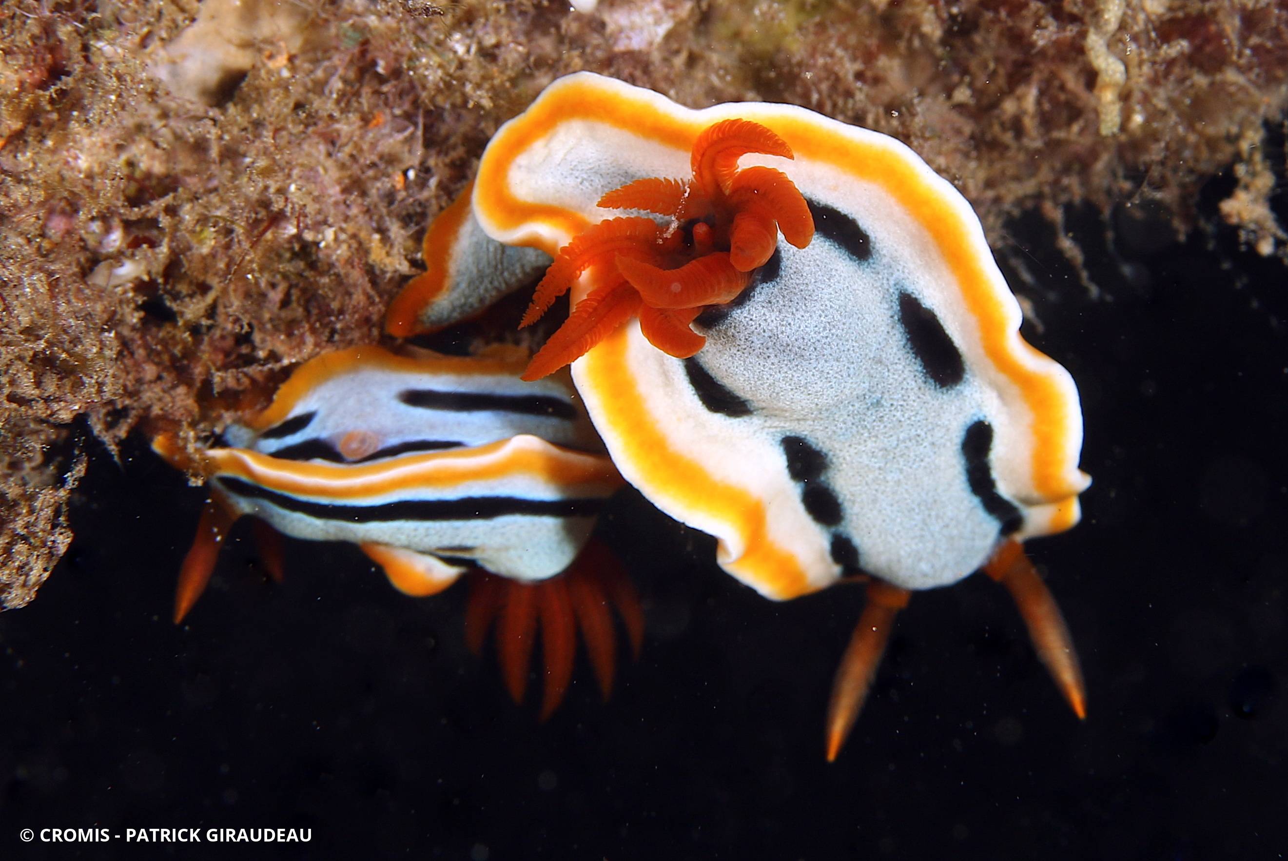 Chromodoris d'Elisabeth