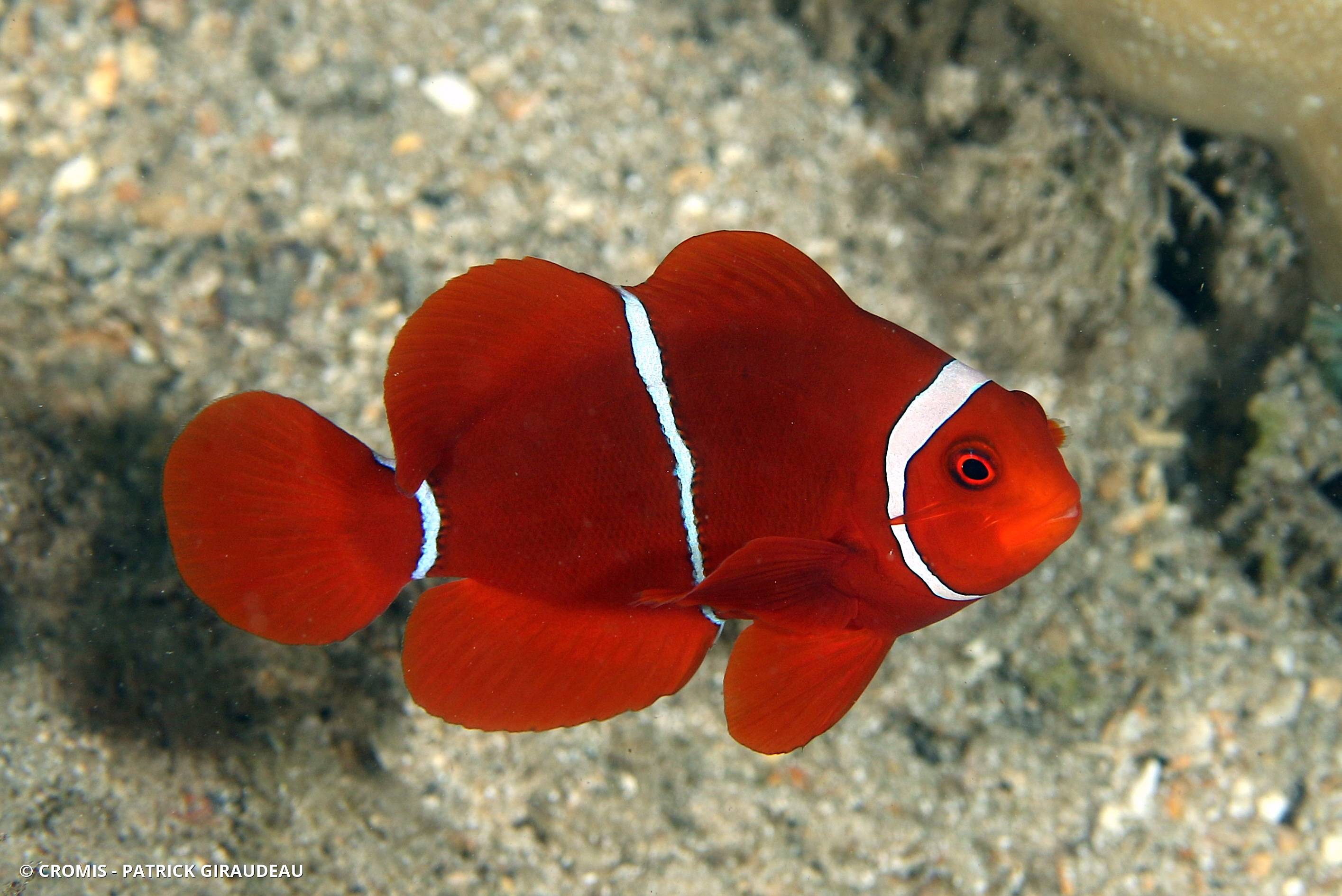Poisson-clown à joues épineuses
