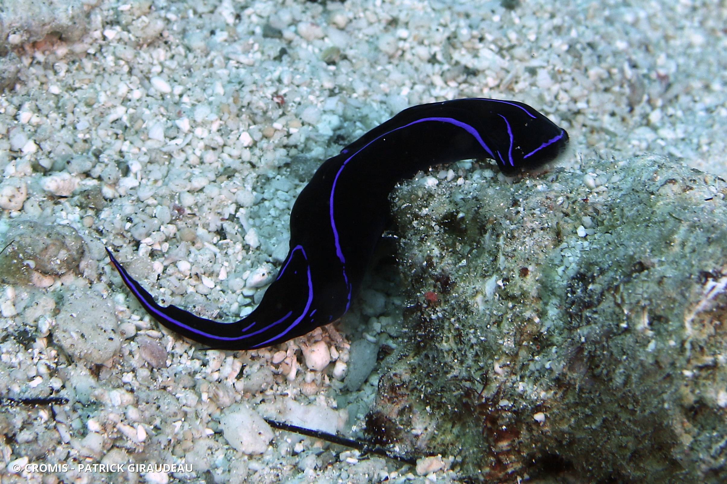 Chélidonure variable