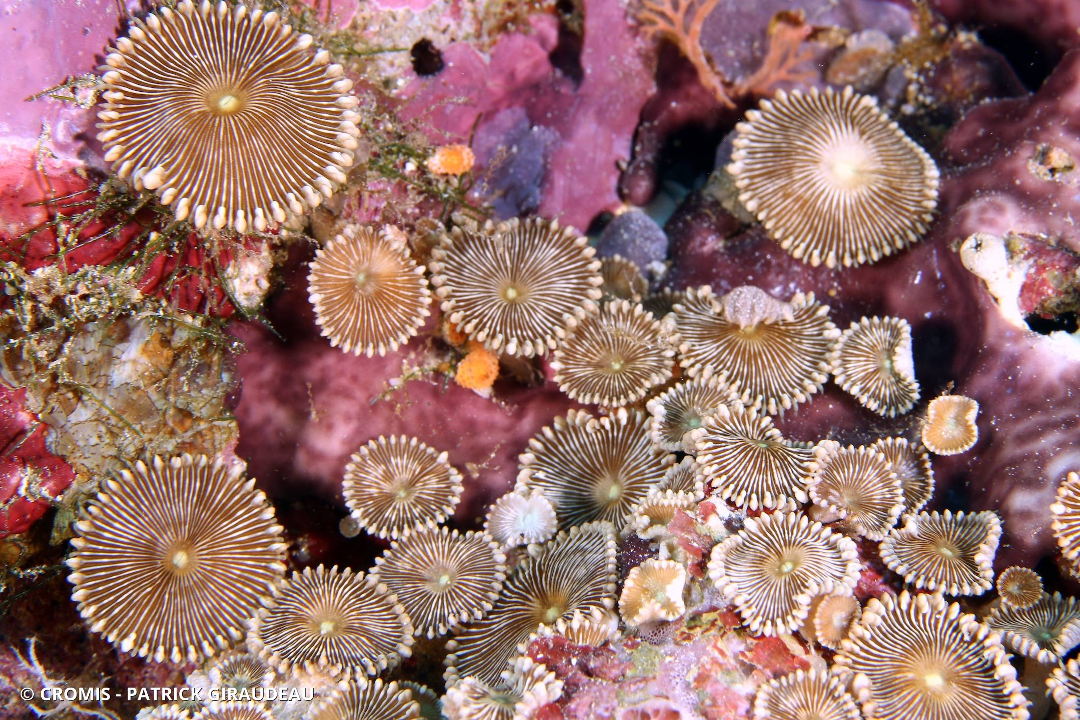 Zoanthaire rayon de soleil