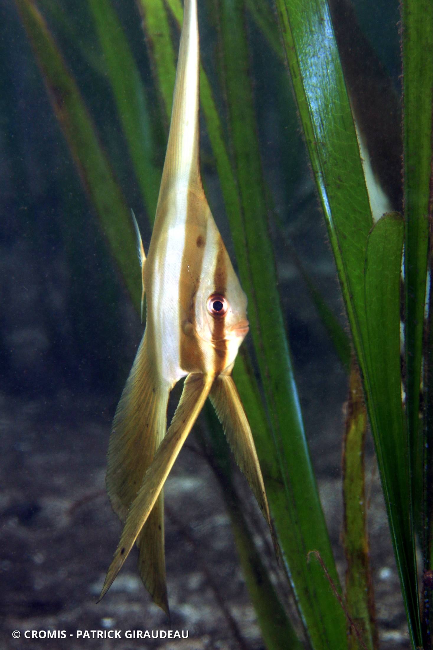 Platax à longues nageoires