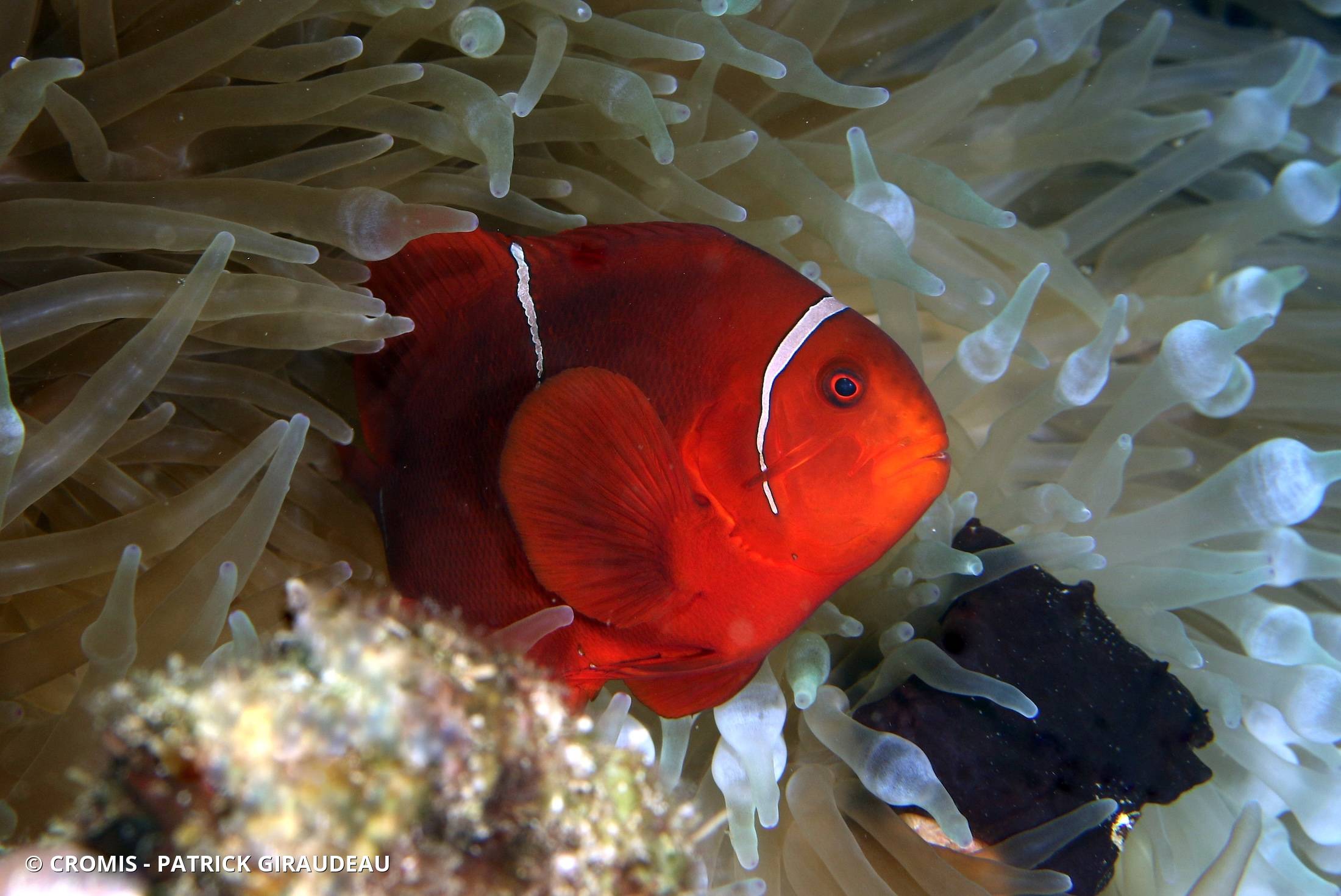 Poisson-clown à joues épineuses