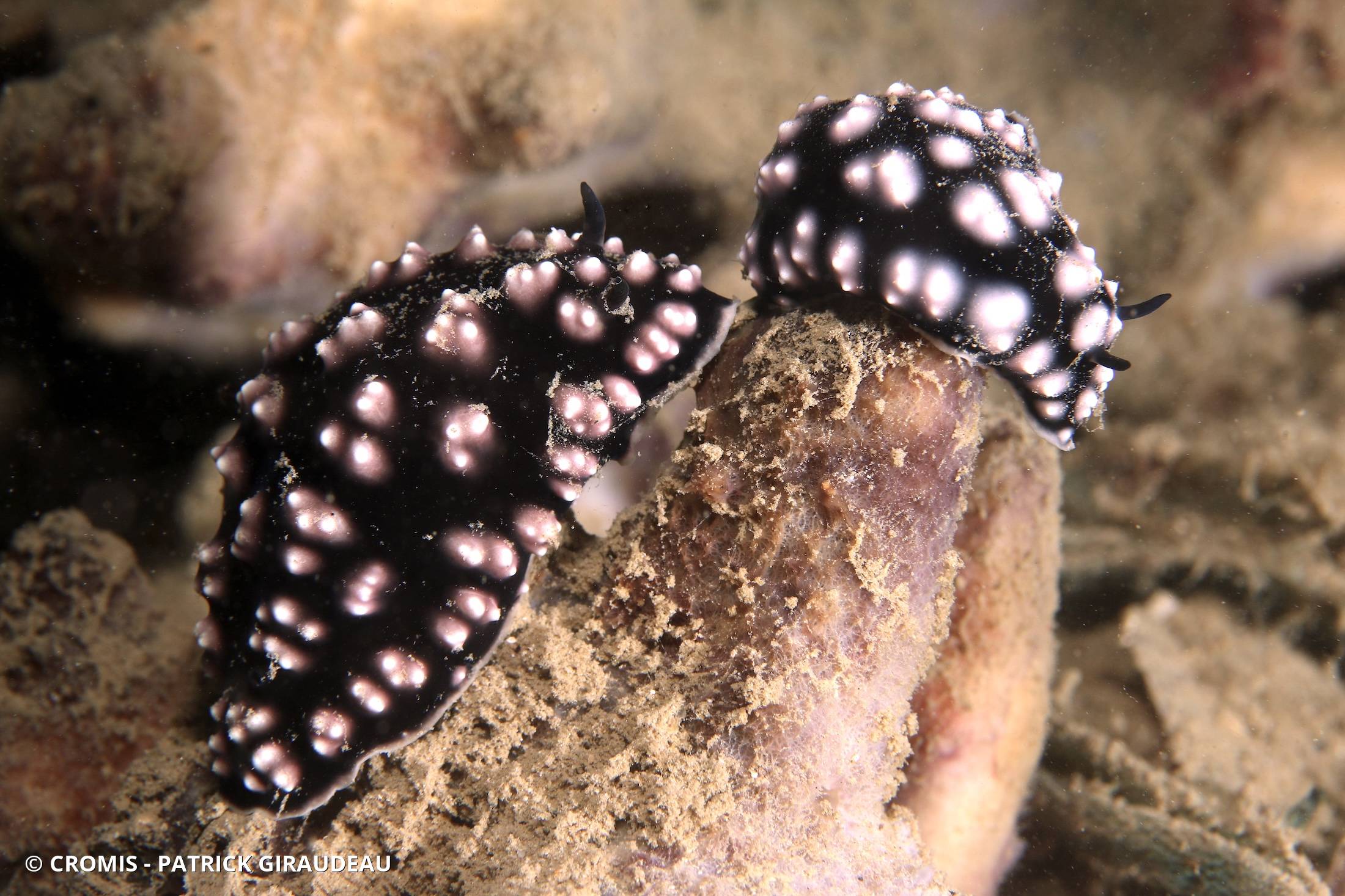 Phyllidie pustuleuse