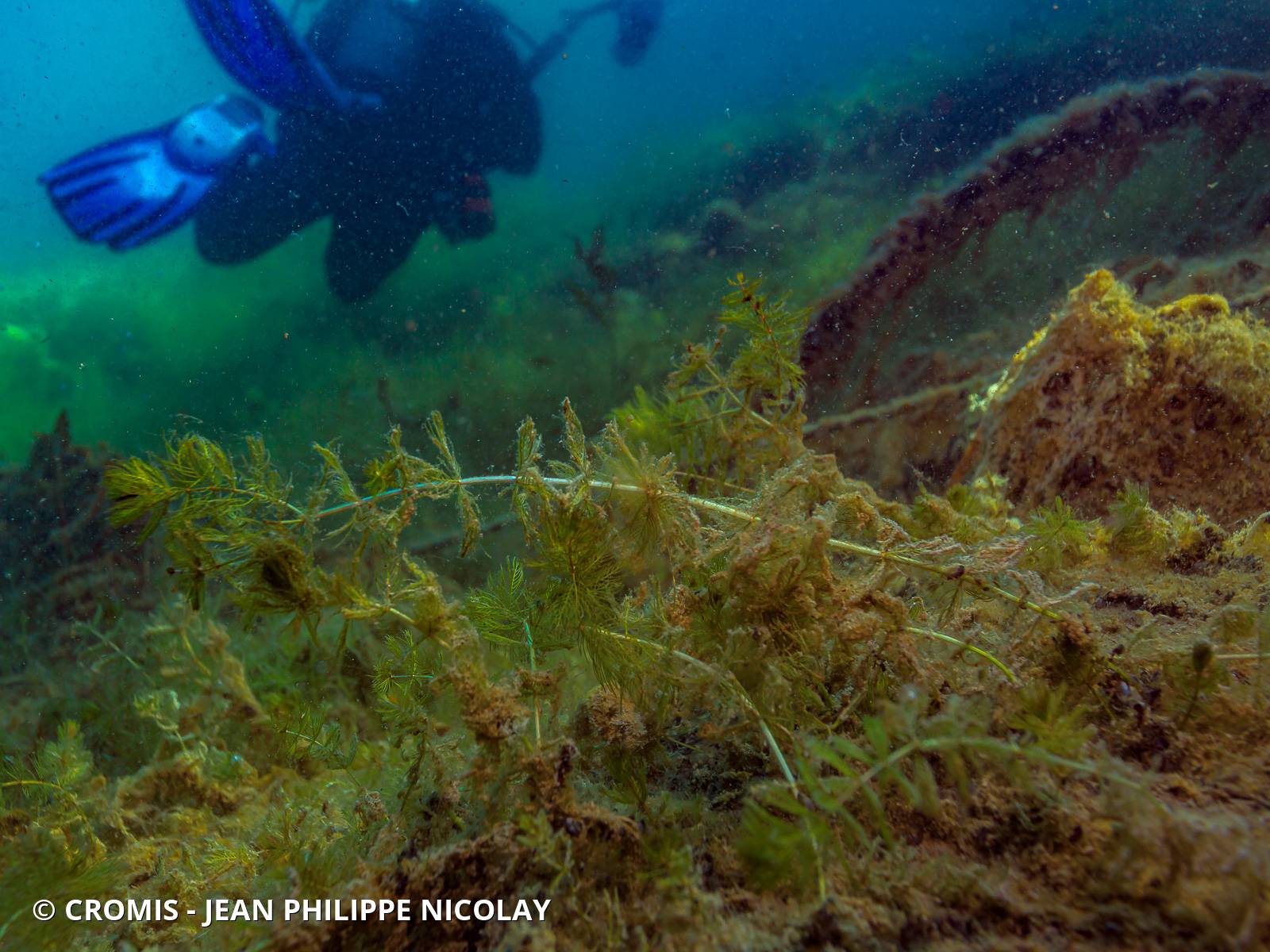 Myriophylle