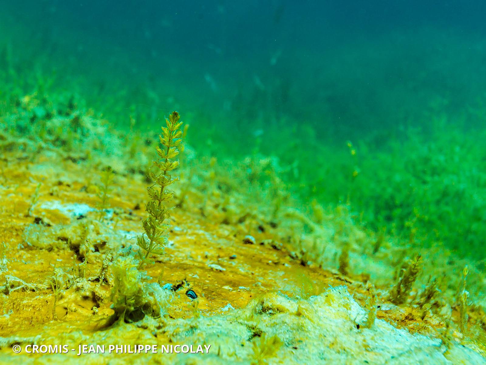 Myriophylle
