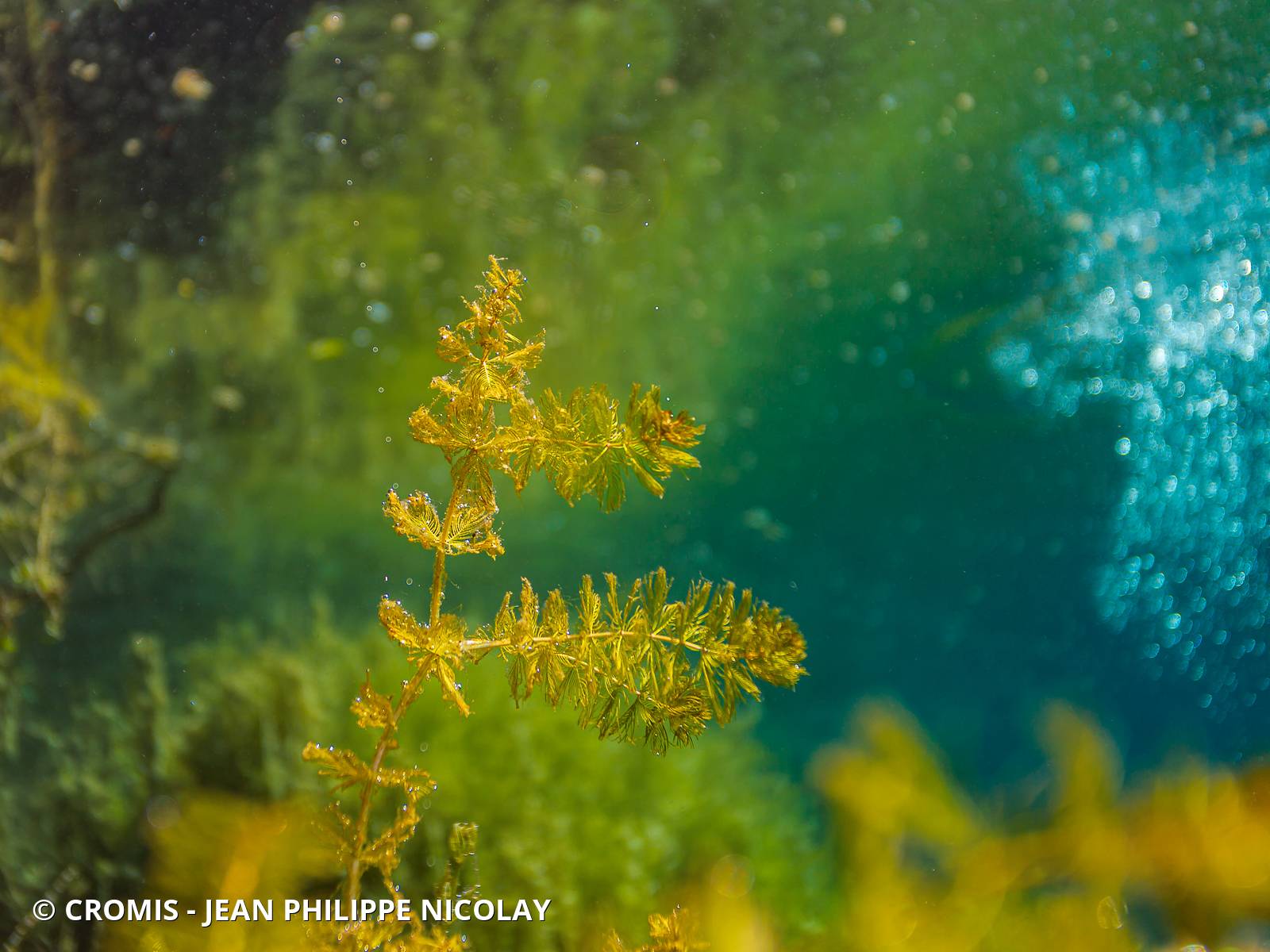 Myriophylle