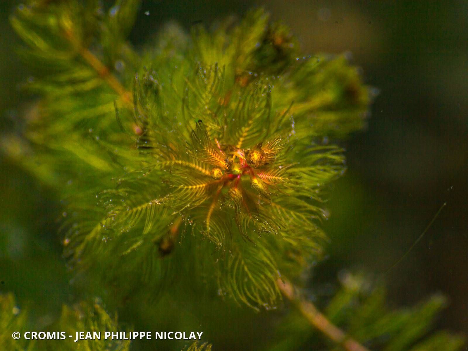 Myriophylle