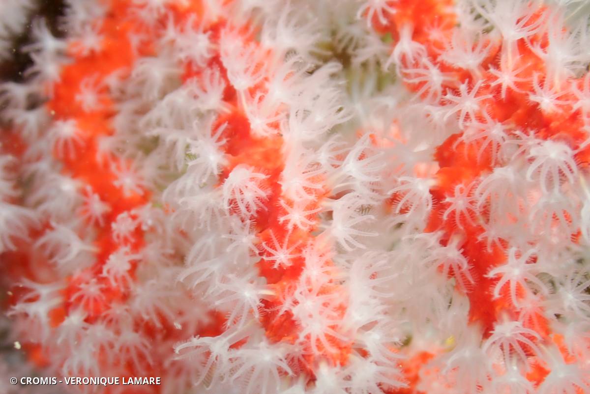 Corail rouge de Méditerranée
