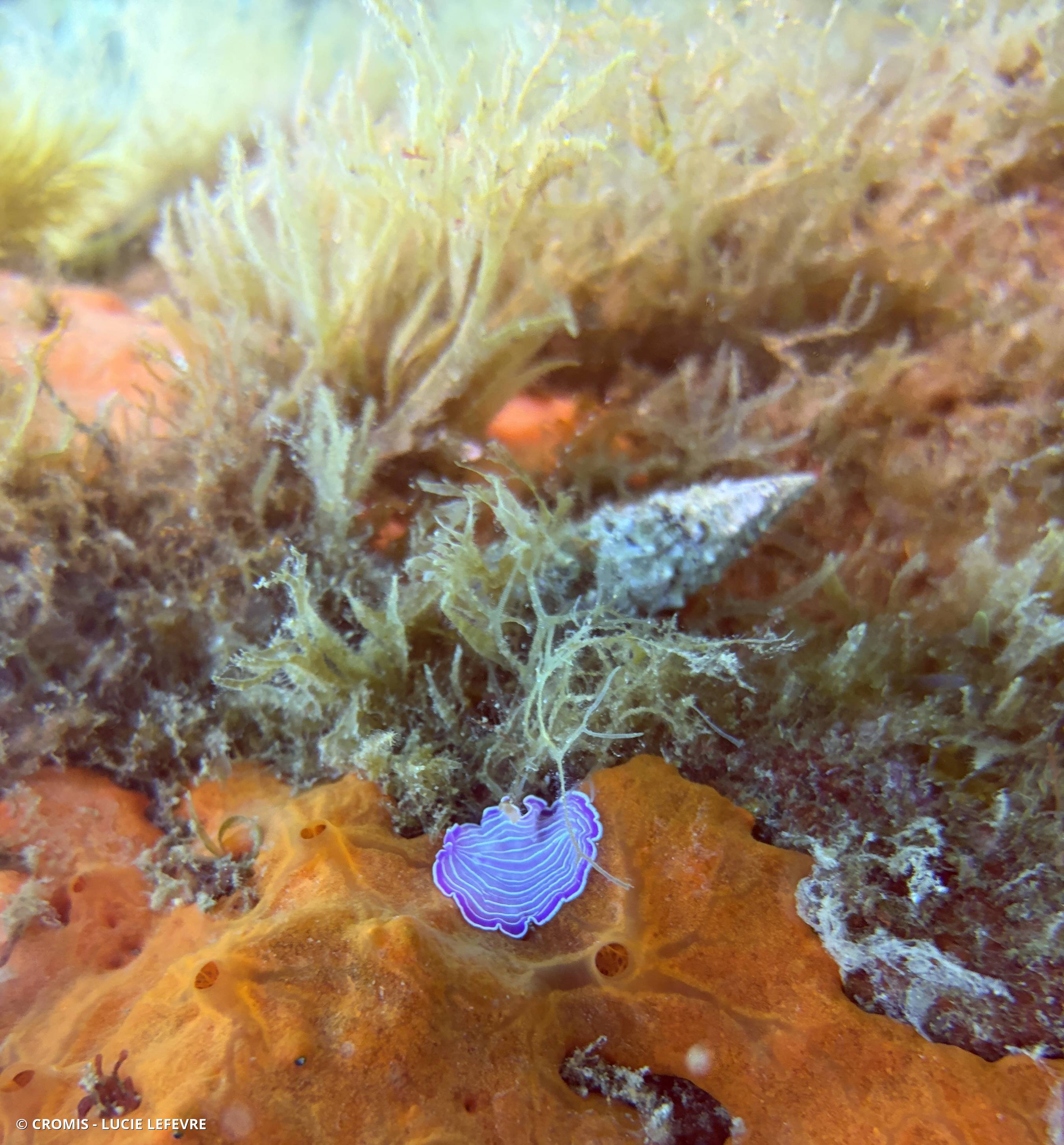Ver plat rose de Méditerranée