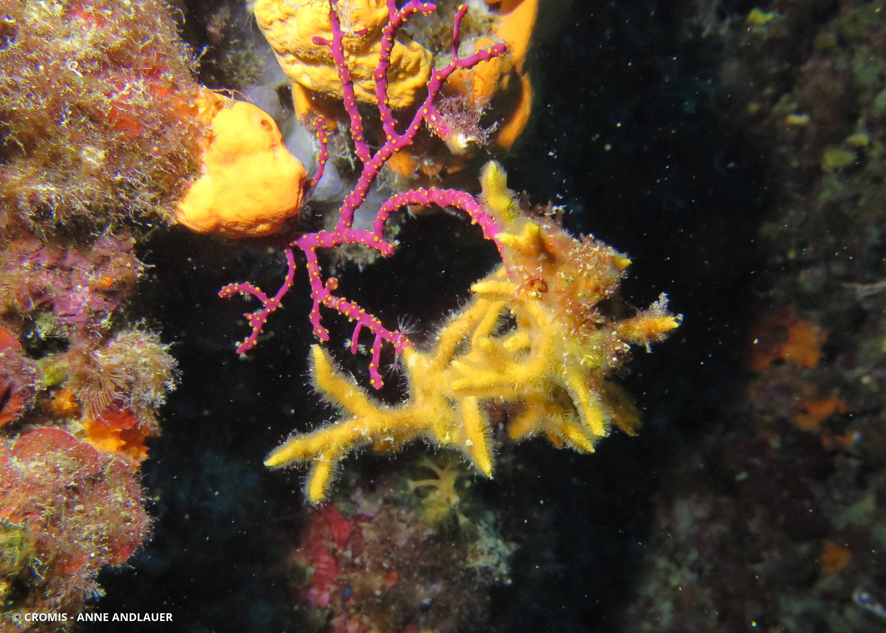 Turbicellépore cornu de Méditerranée