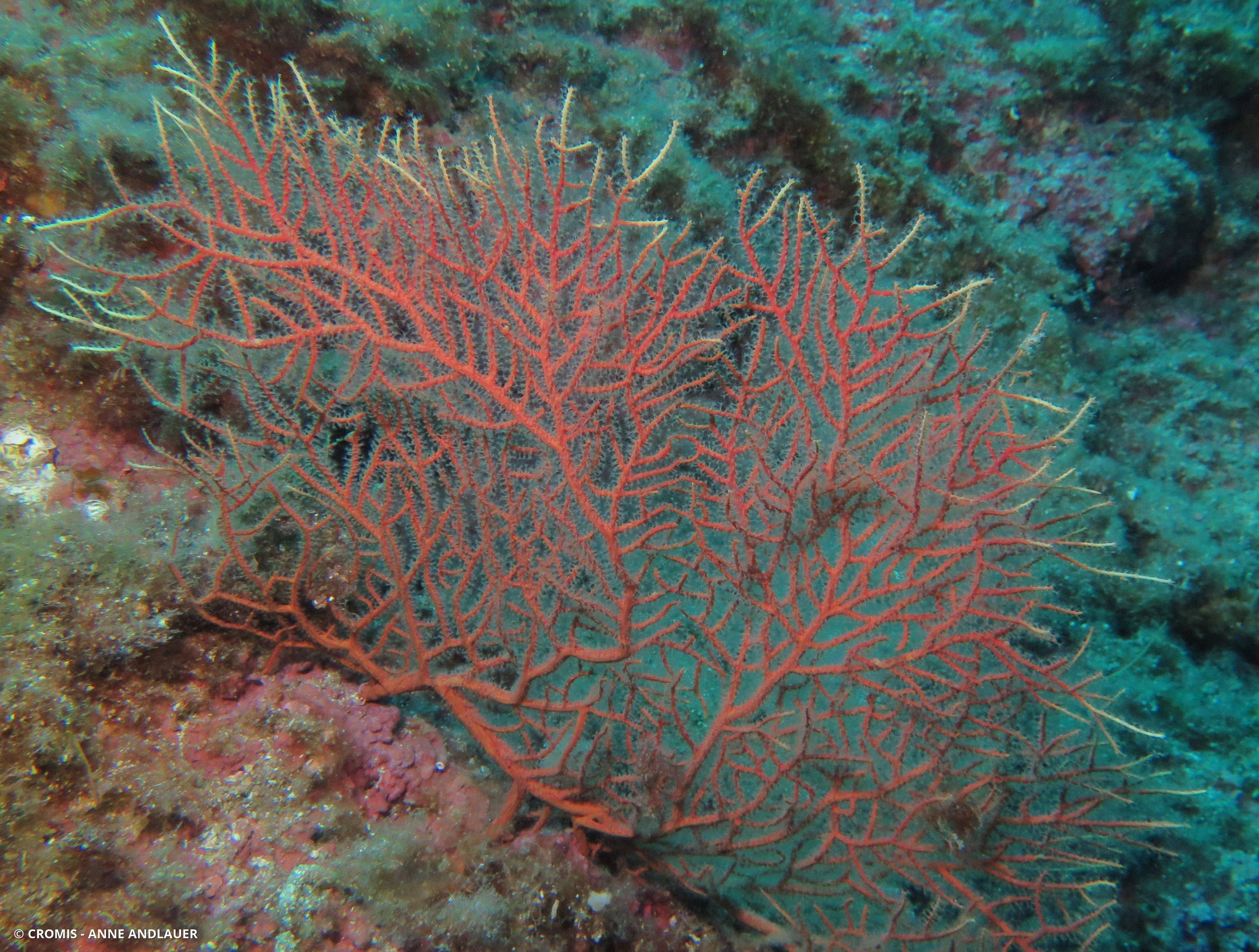Gorgone orange