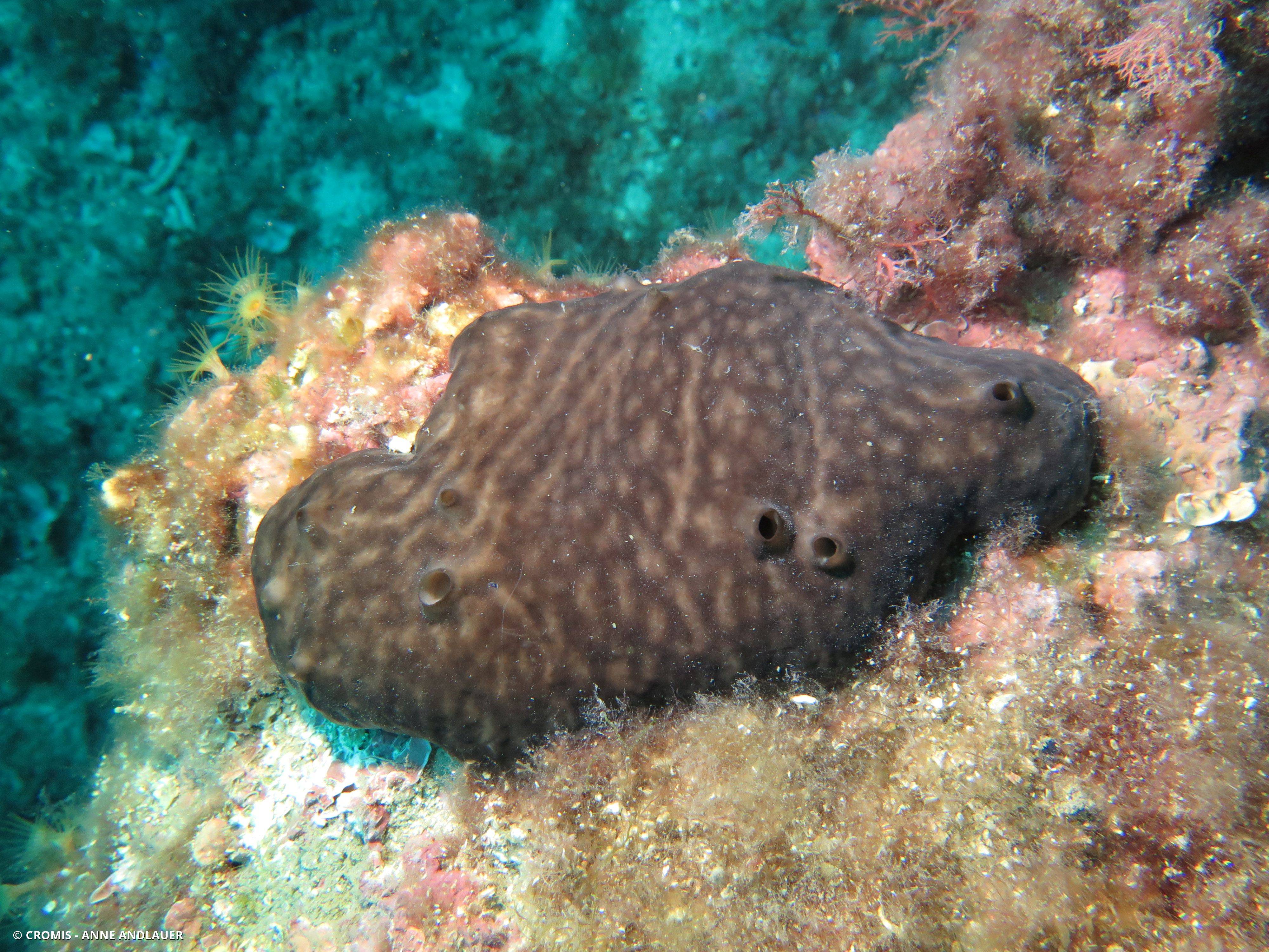 Eponge rognon