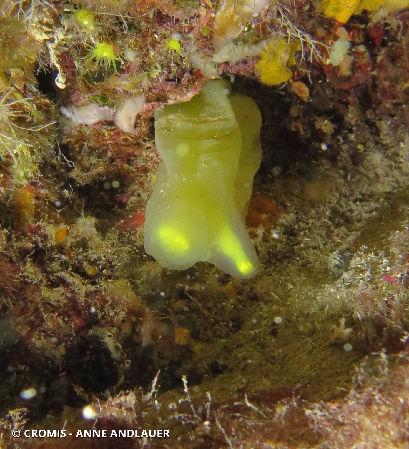 Cione jaune de Edwards
