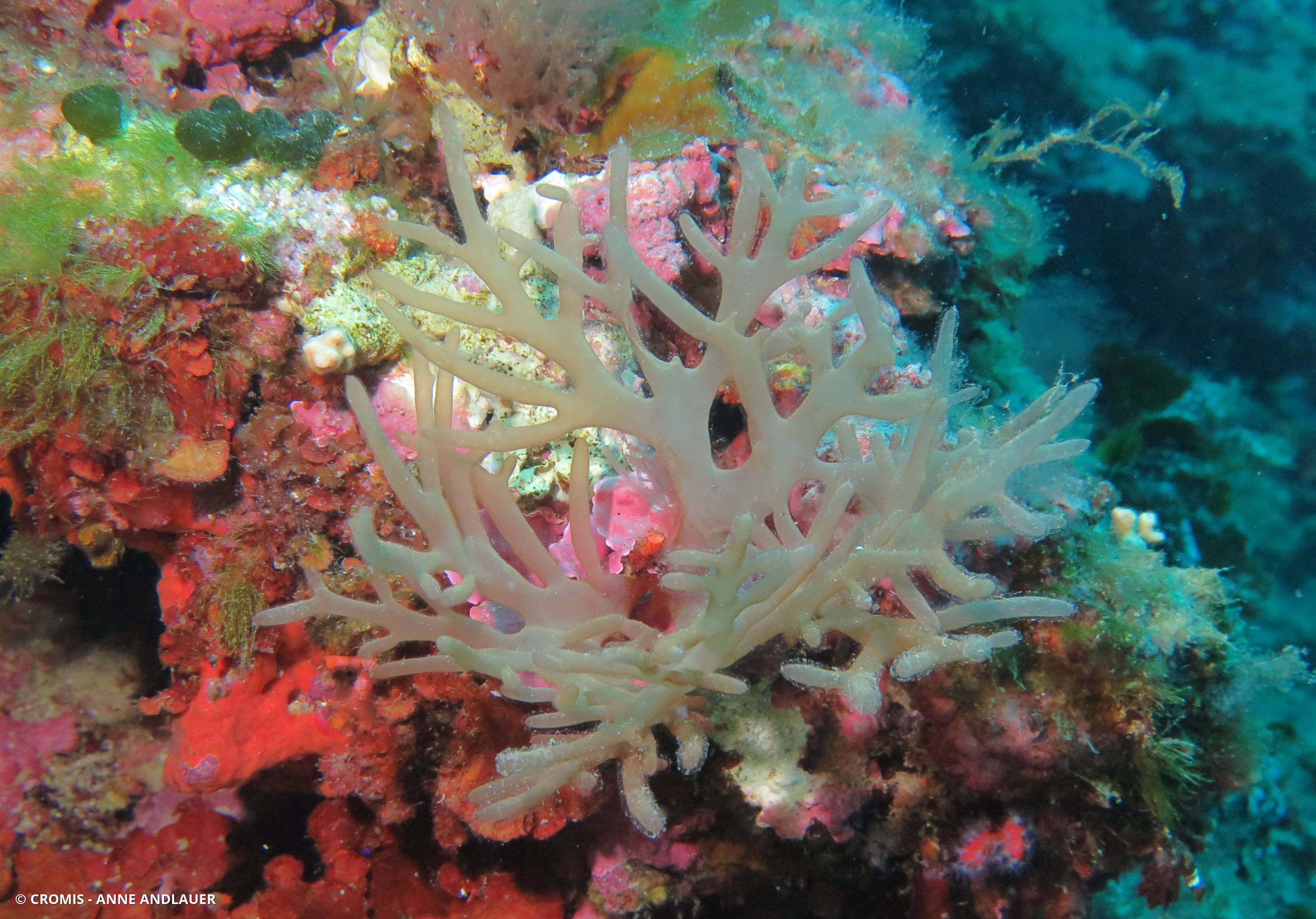 Algue branchue cartilagineuse