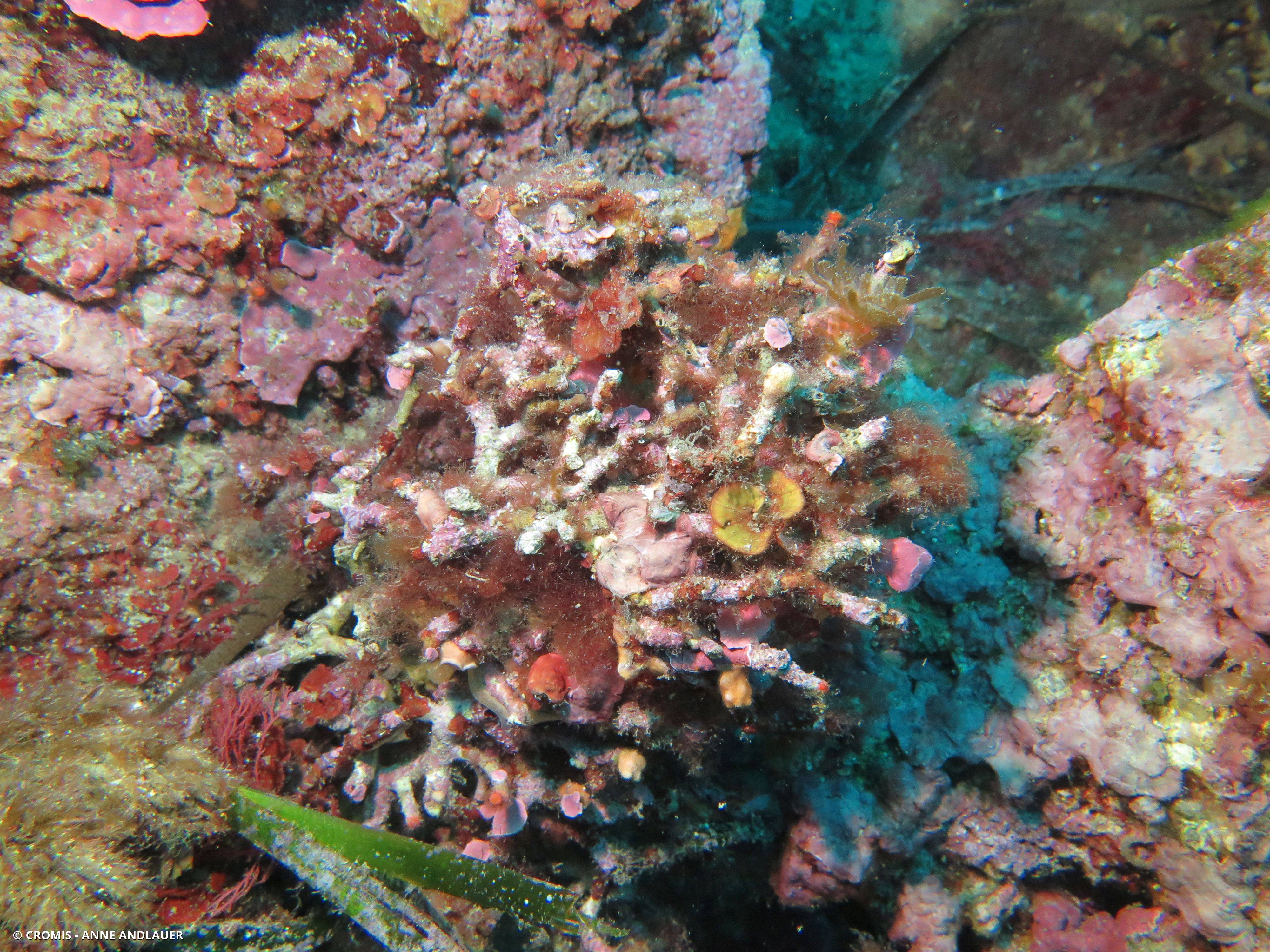 Faux corail