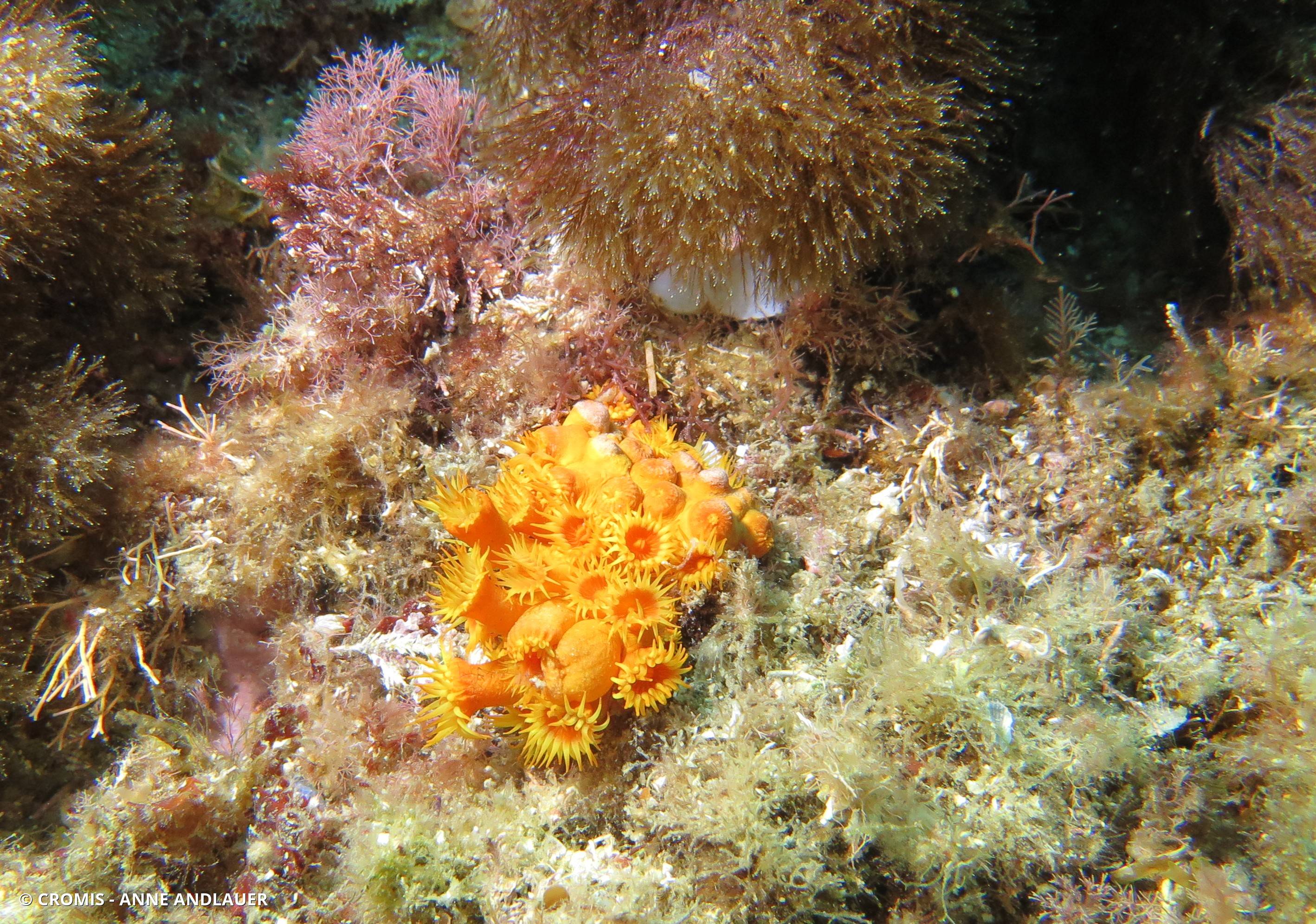 Anémone encroûtante orange